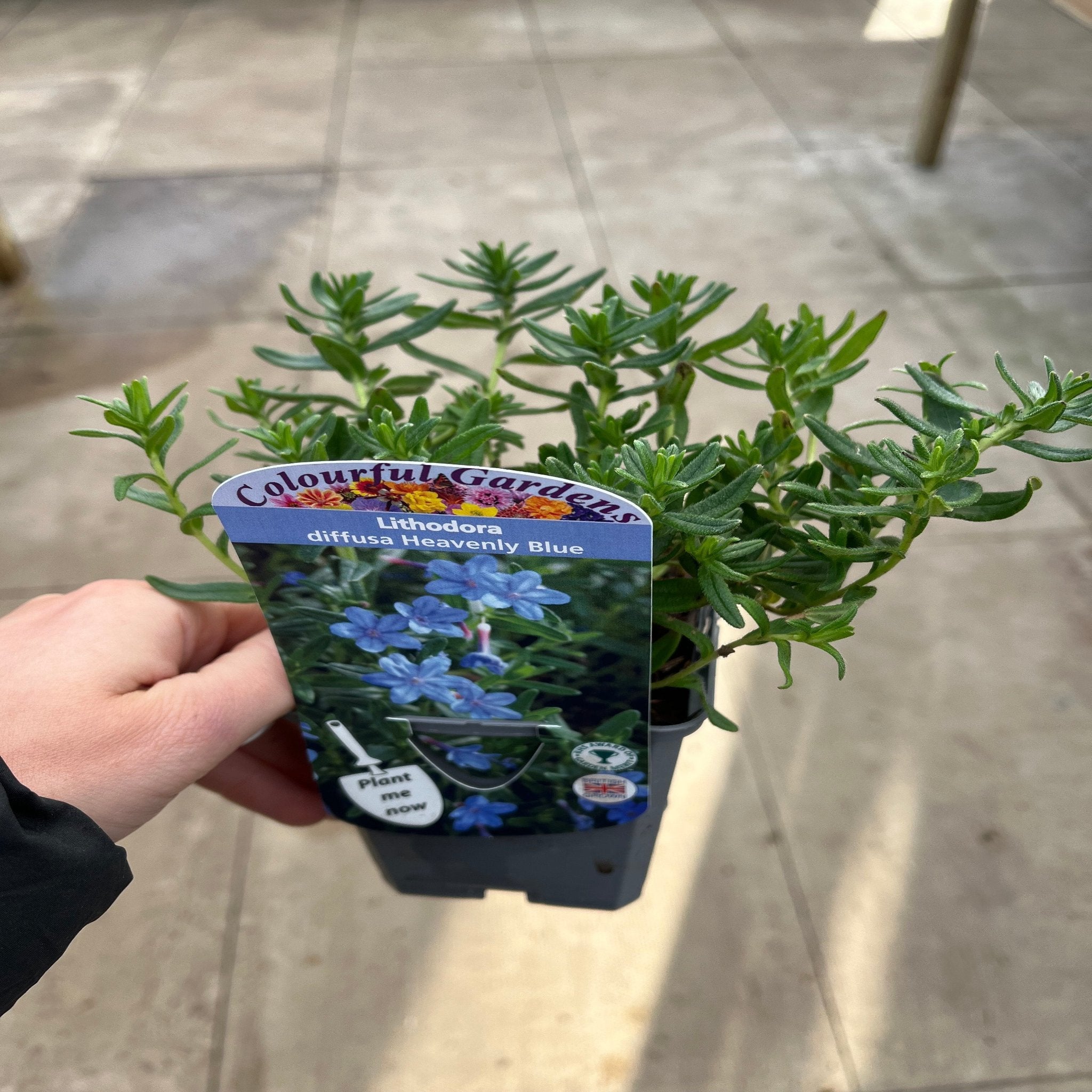 Lithodora 'Heavenly Blue' One Click Plants
