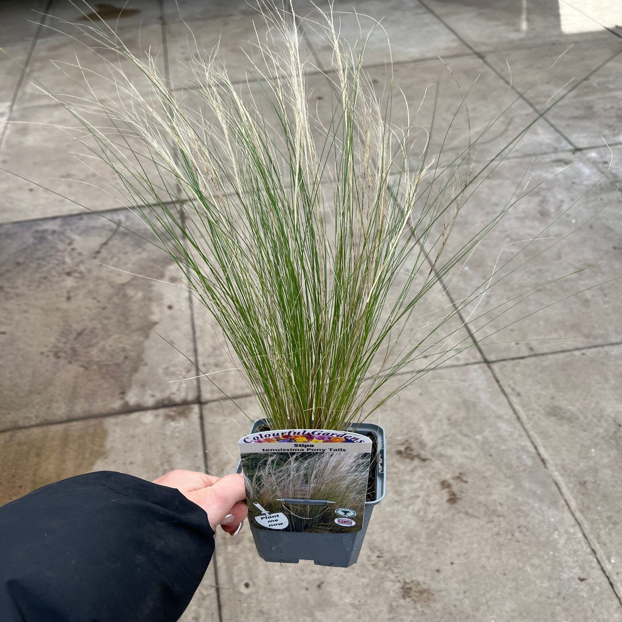 Stipa tenuissima 'Ponytails' 9cm/3L 9cm Growers Pot One Click Plants