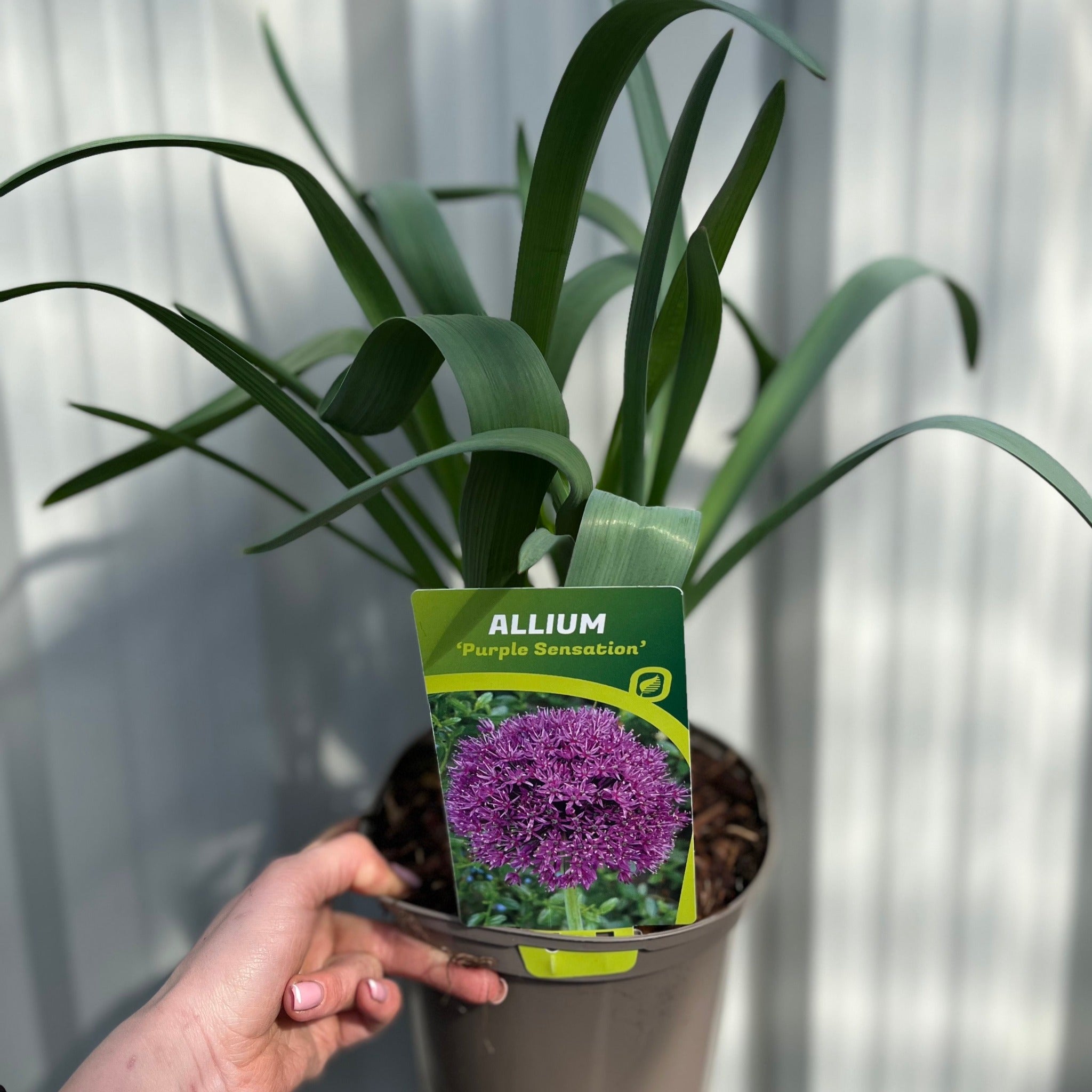 Allium hollandicum 'Purple Sensation' (Two sizes available) 2L Growers Pot One Click Plants