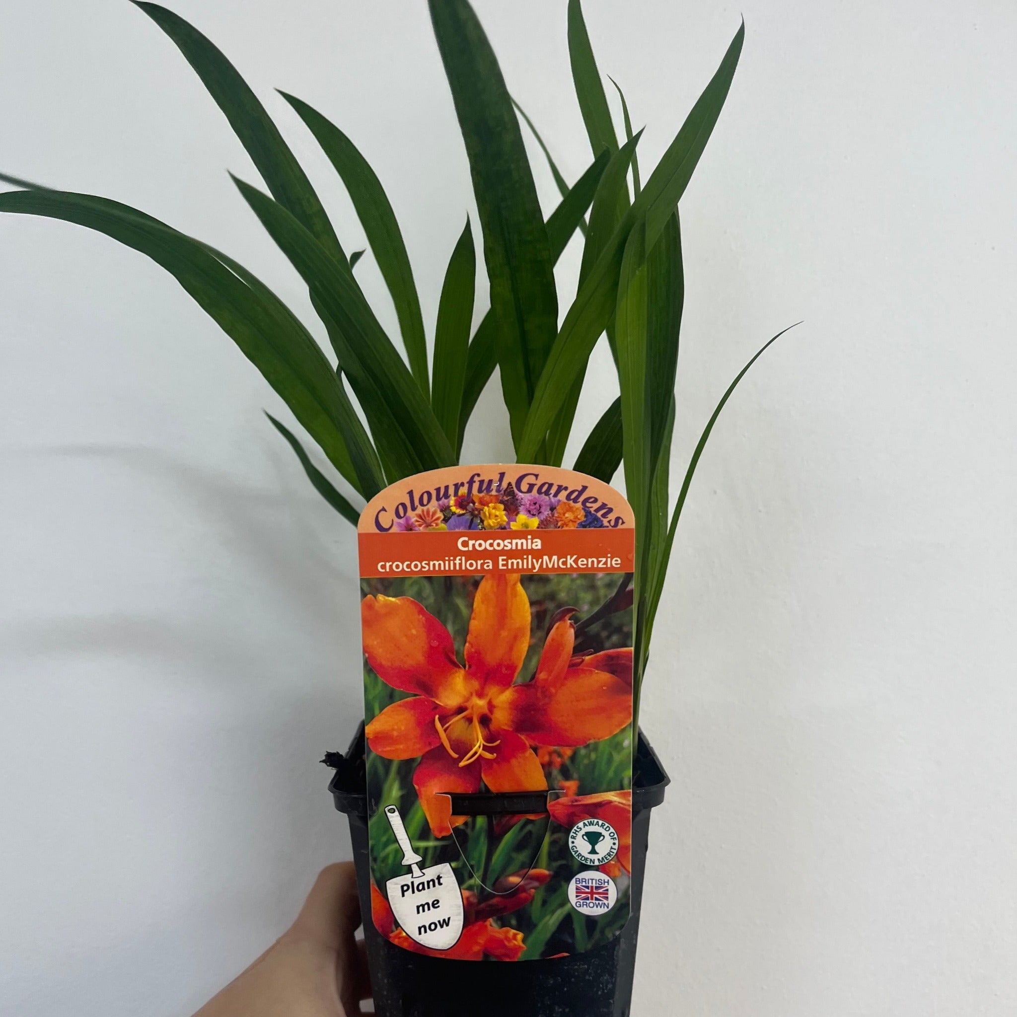 Crocosmia x crocosmiiflora 'Emily Mckenzie' 9cm/2L One Click Plants