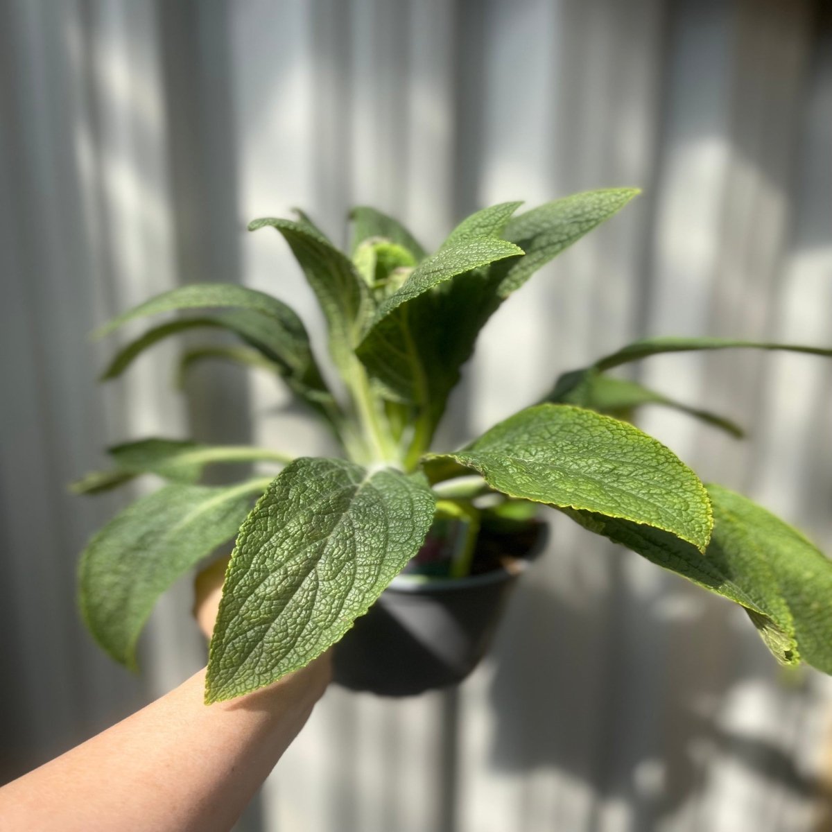 Digitalis 'Pink Panther' Foxglove (Two Sizes Available) 2L One Click Plants