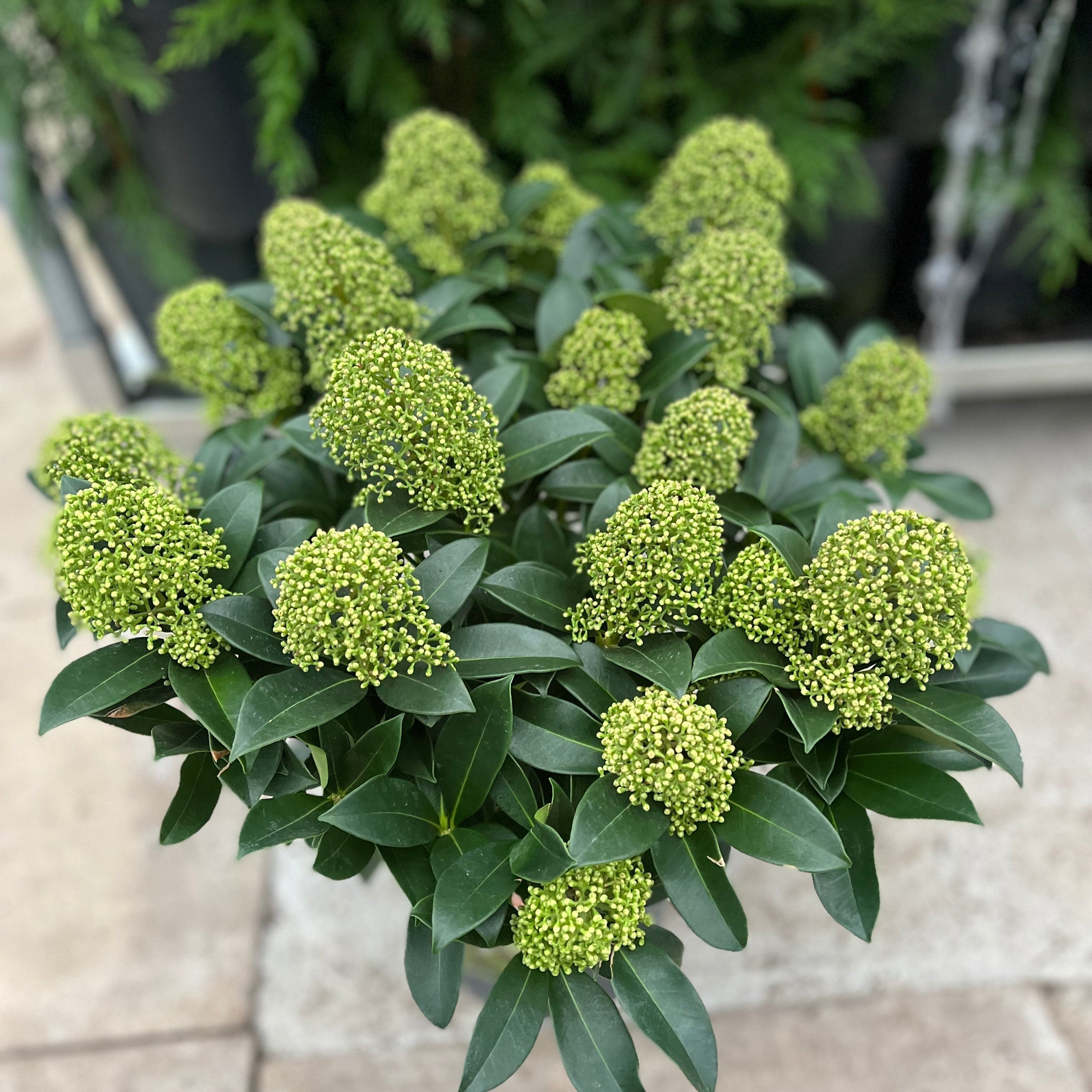 Skimmia japonica 'Finchy' 10.5cm / 2L / 5L One Click Plants