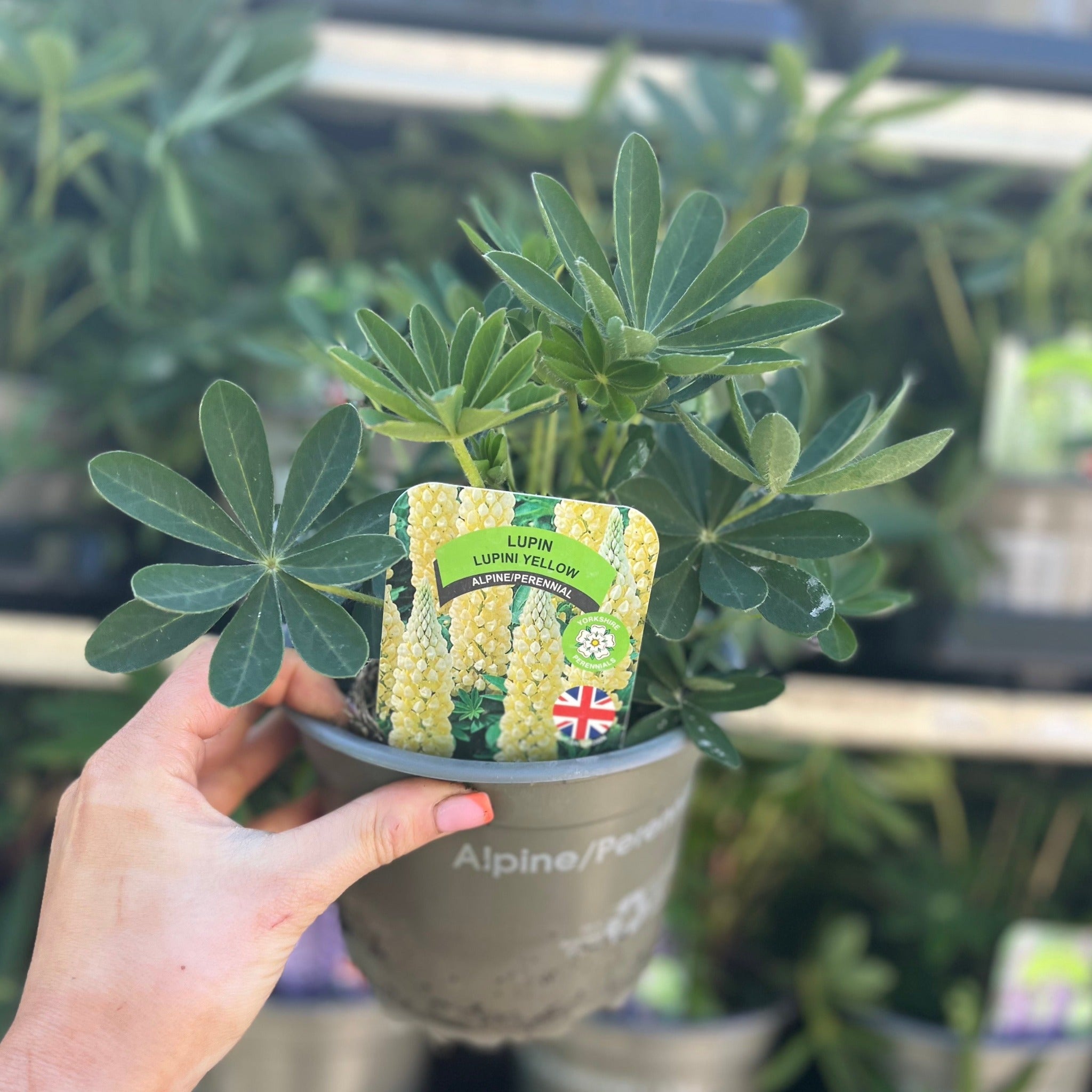 Lupin 'Gallery Yellow' 9cm / 1.5L / 3L 1.5L One Click Plants