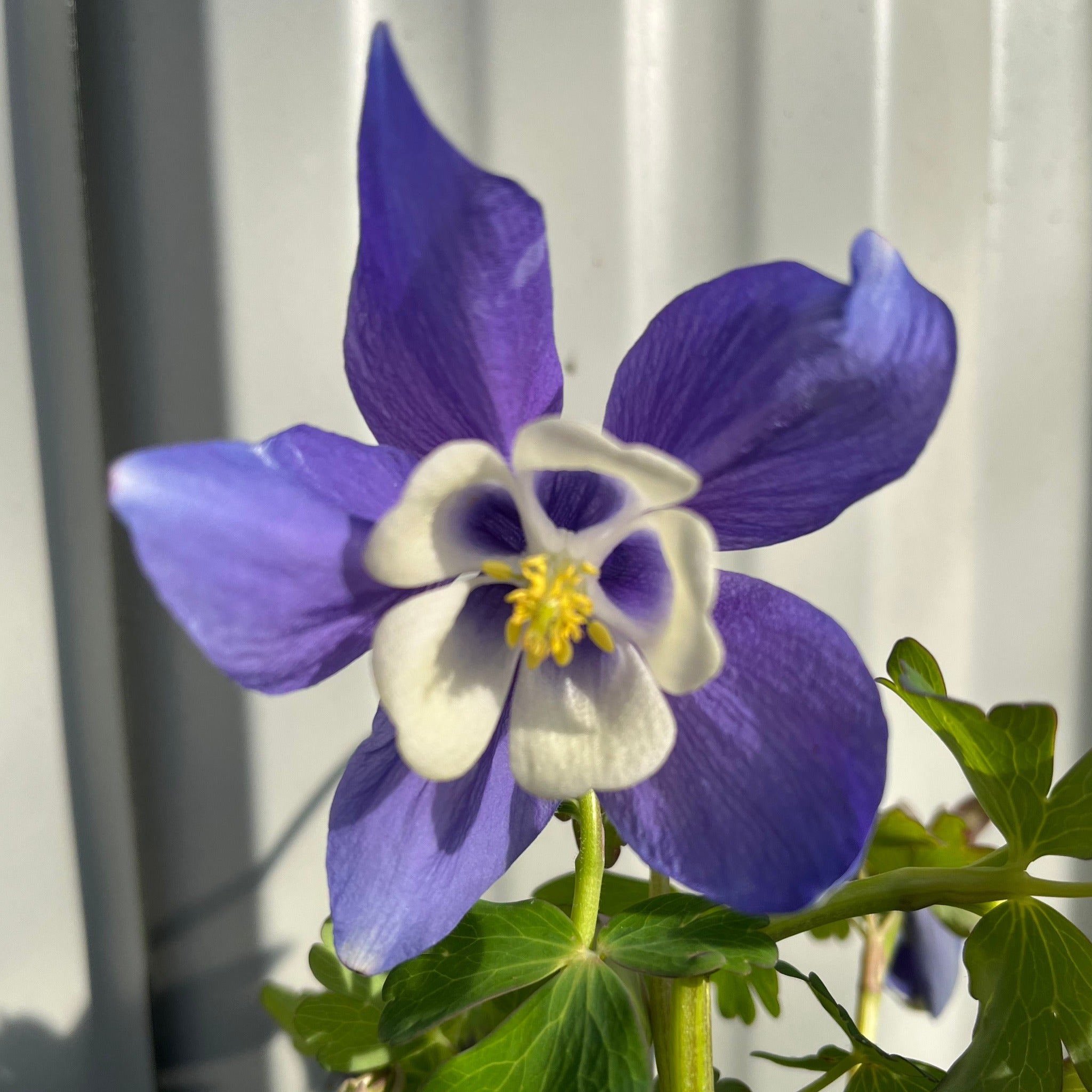 Aquilegia 'Spring Magic Blue' 9cm/1.5L One Click Plants