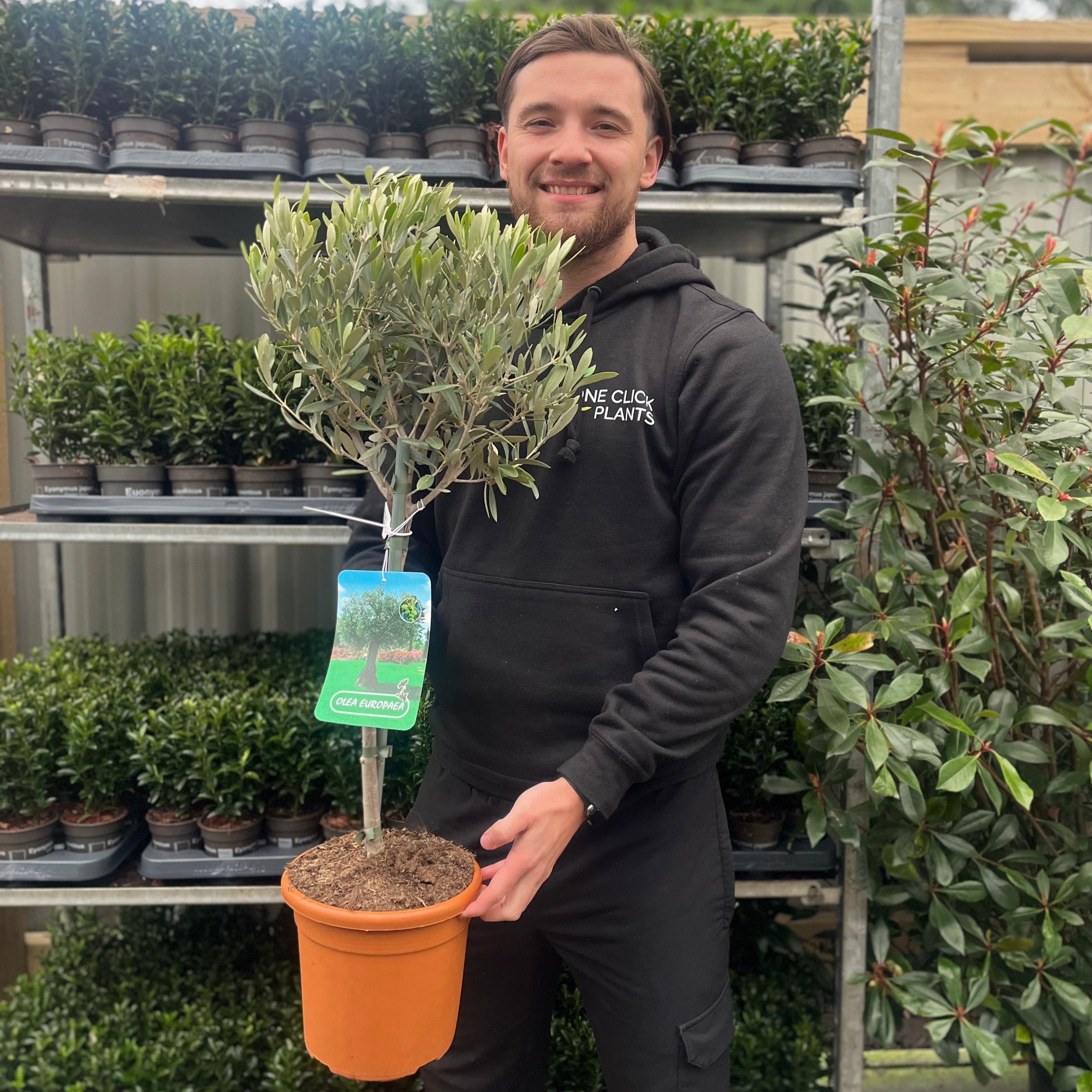 Olive Tree | Olea europea One Click Plants