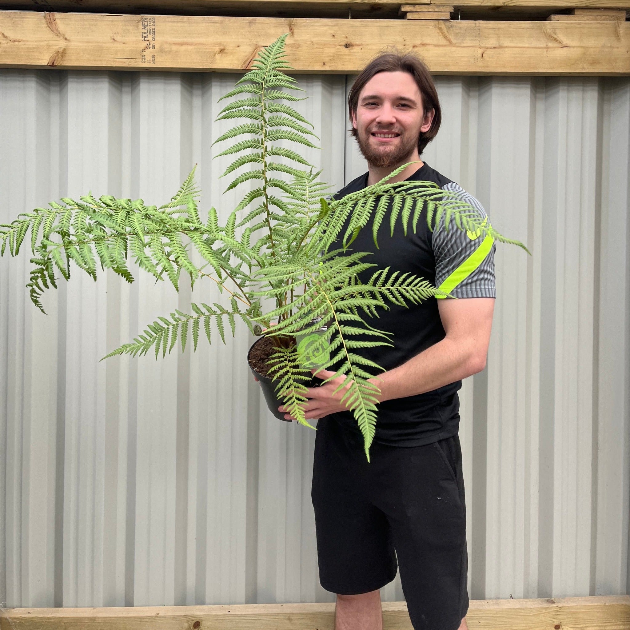 Dicksonia antarctica 'Tree Fern' 1/2/5L 2L (30-40cm including growers pot) One Click Plants