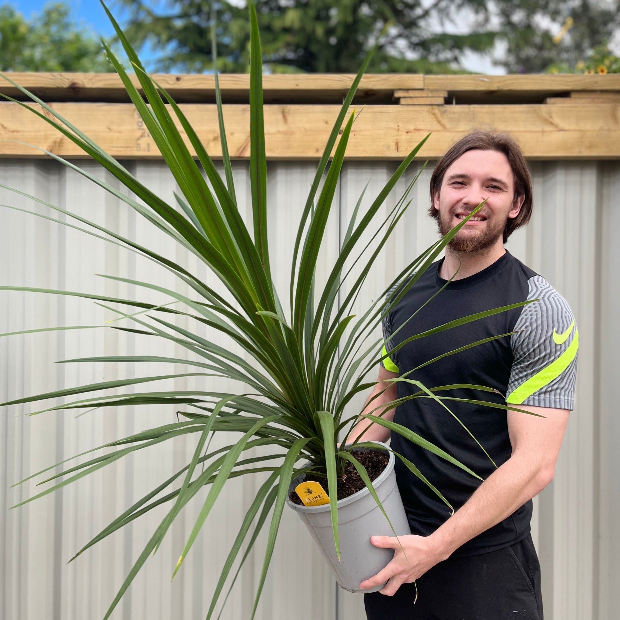 Cordyline australis Peko - Green (3 sizes available) 6L (100cm-110cm inc. pot) One Click Plants