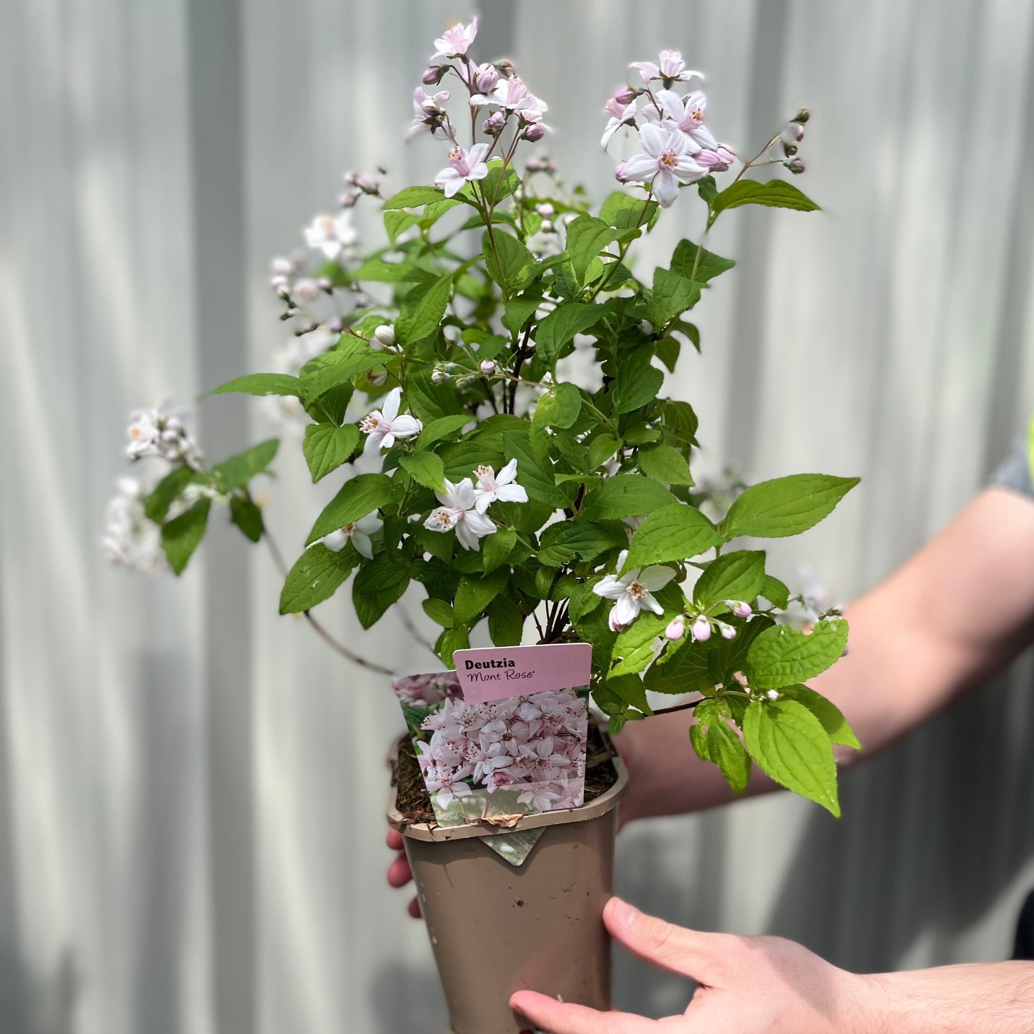 Deutzia 'Mont Rose' 1L / 2L 1L One Click Plants