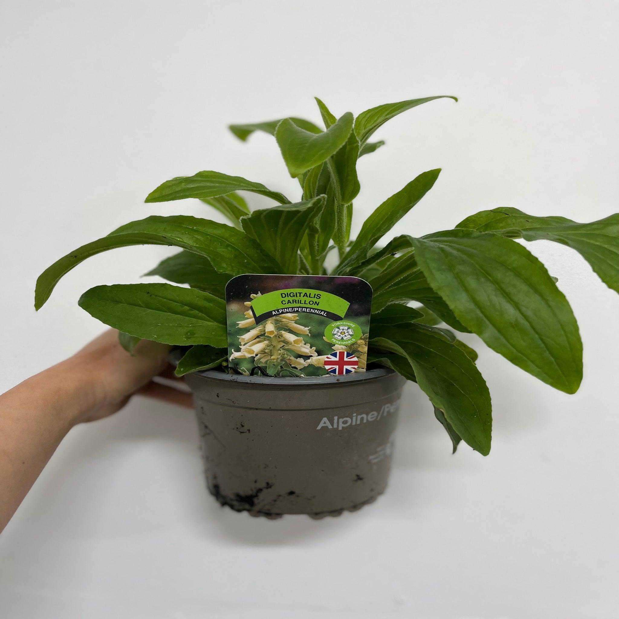 Digitalis grandiflora 'Carillon' Dwarf Foxglove 9cm One Click Plants