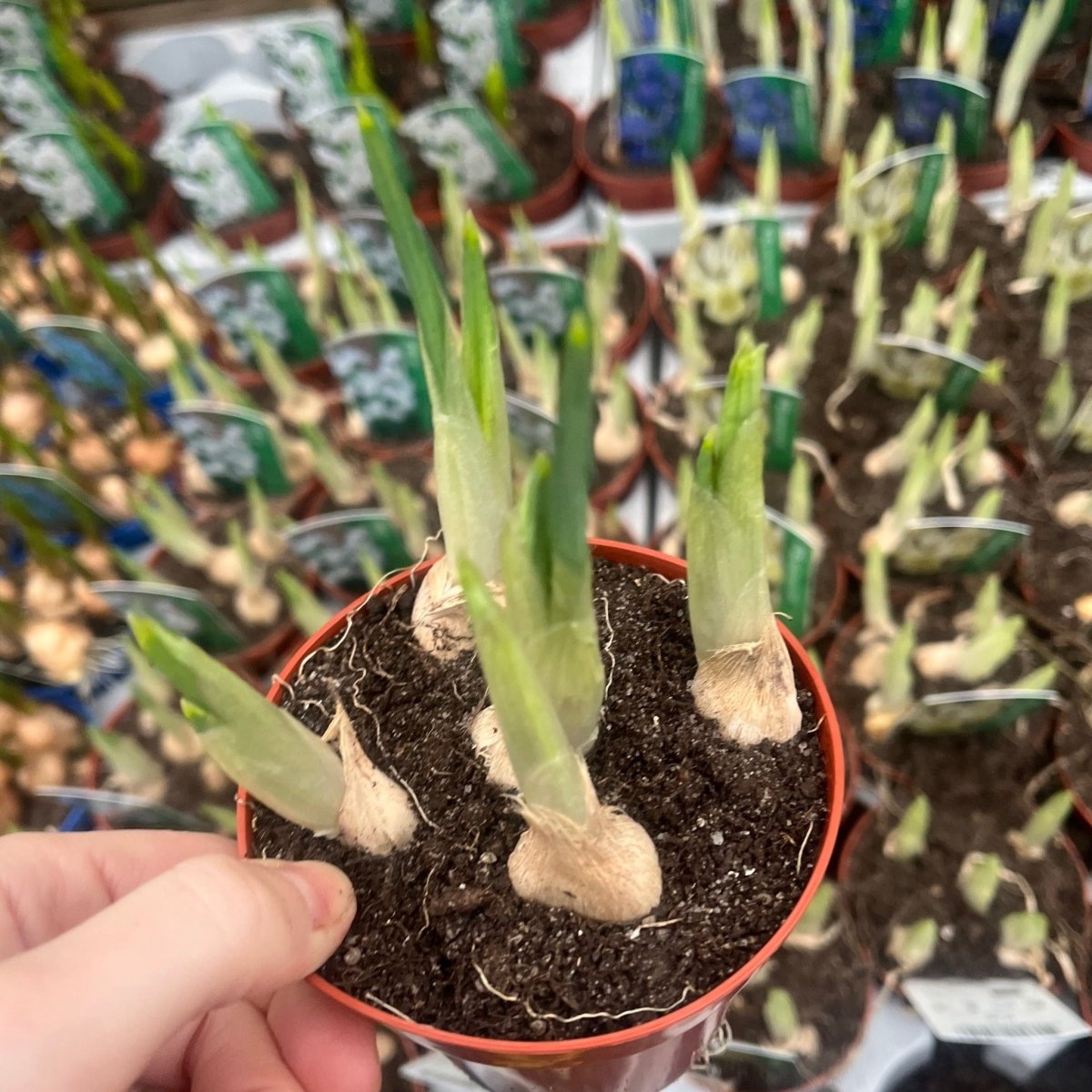 Our selection of 3 Potted Spring Bulbs One Click Plants