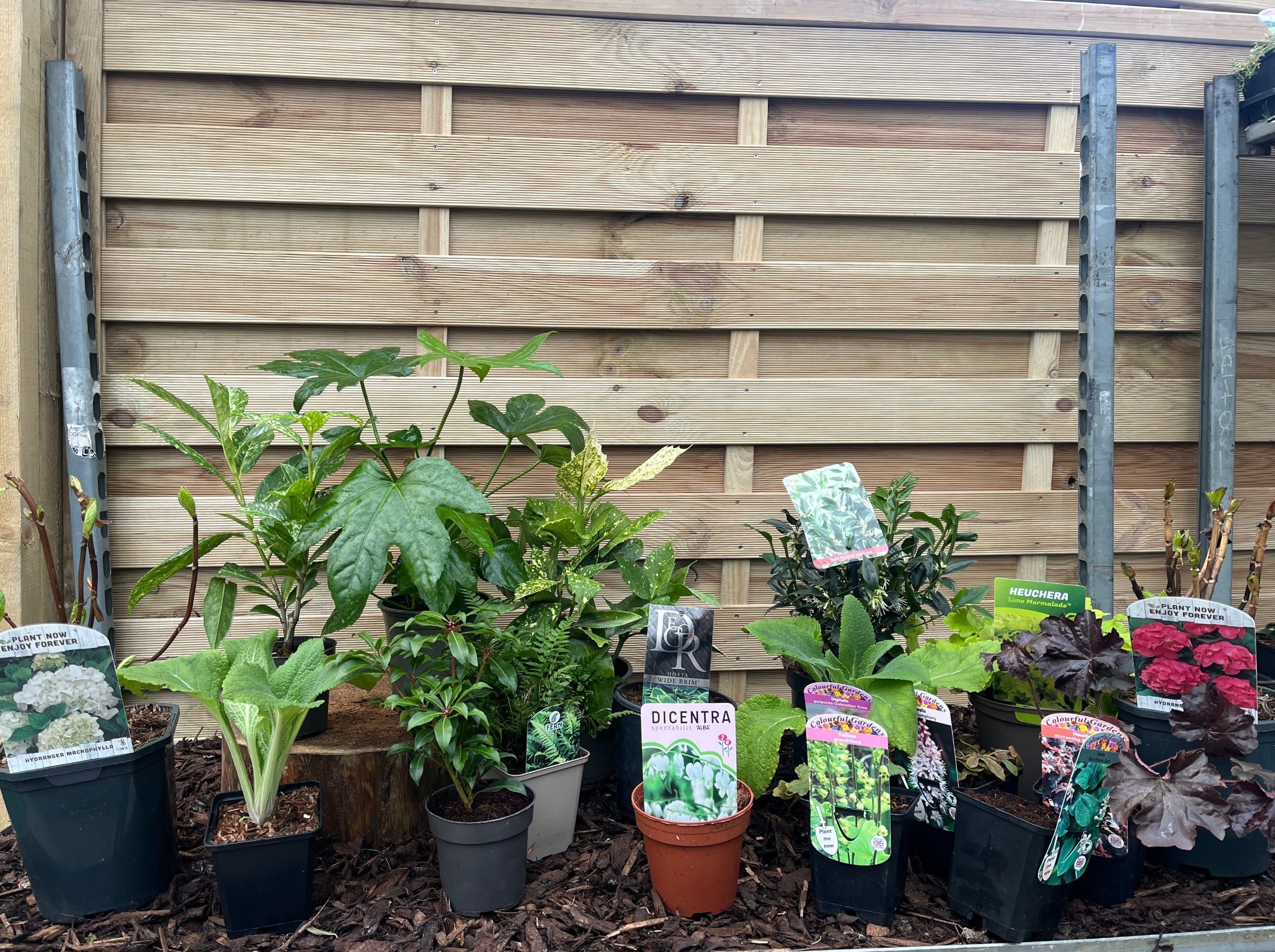Our Hand Picked Selection of Shade Tolerant Plants Large (17 Plants Including 2 x Hydrangea in 1.5-2L Growers Pots) One Click Plants