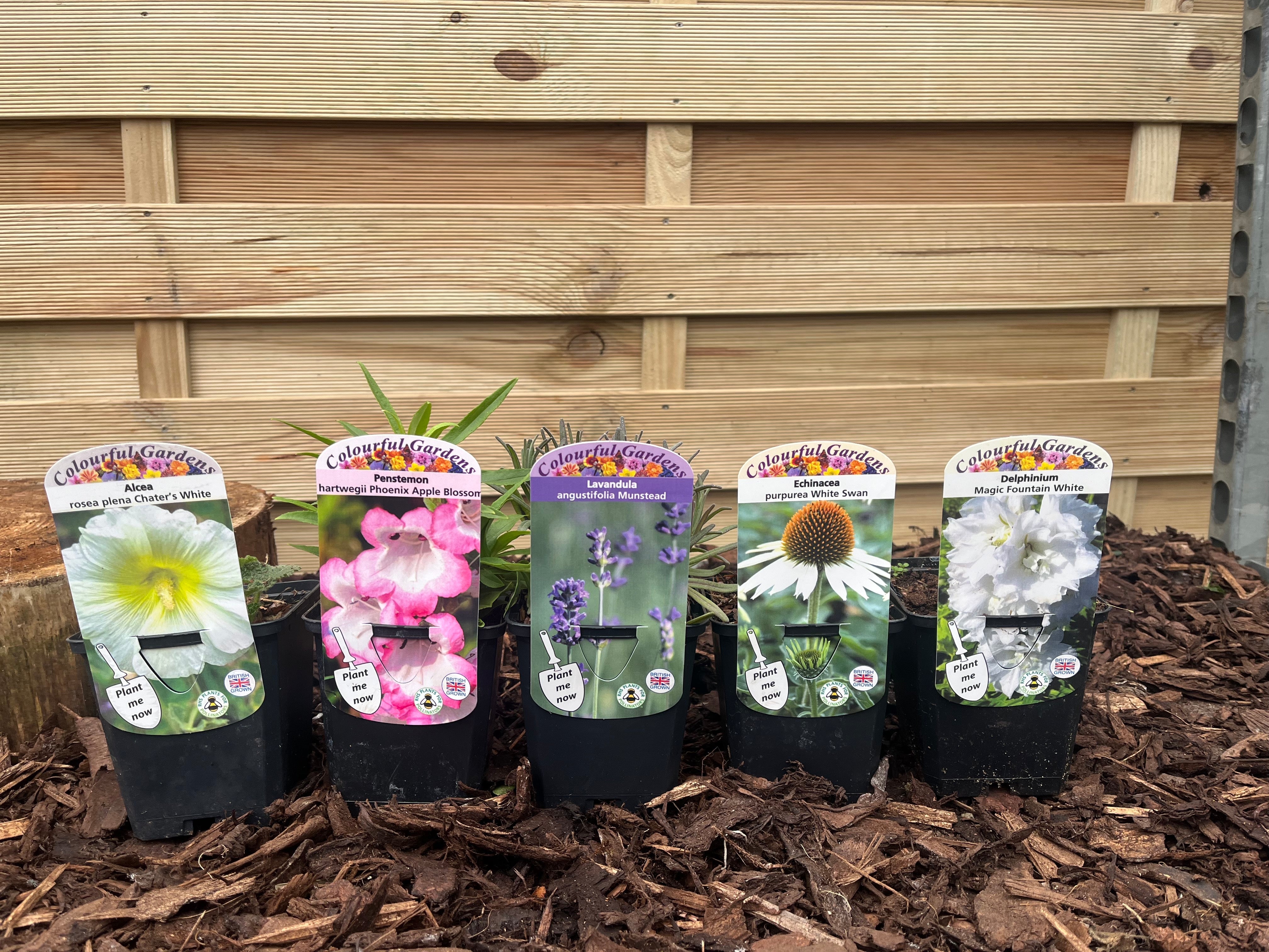 Our Hand Picked Selection of Plants For a Sunny Location Small (5 Plants) One Click Plants