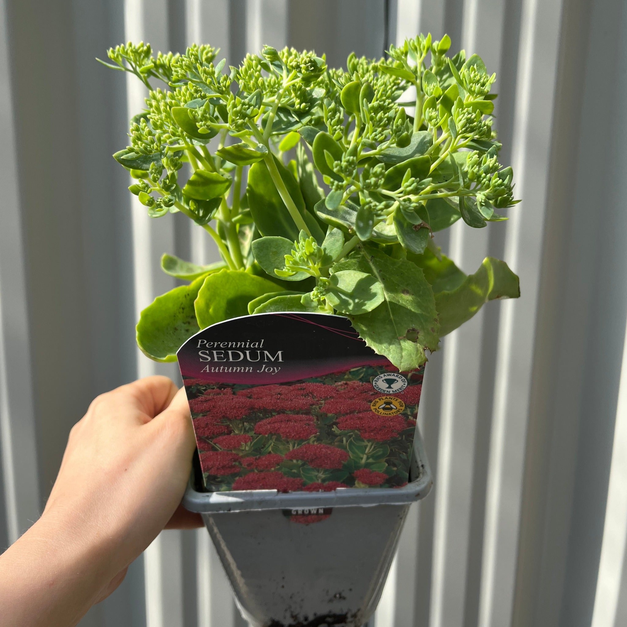 Sedum 'Autumn Joy' 9cm One Click Plants