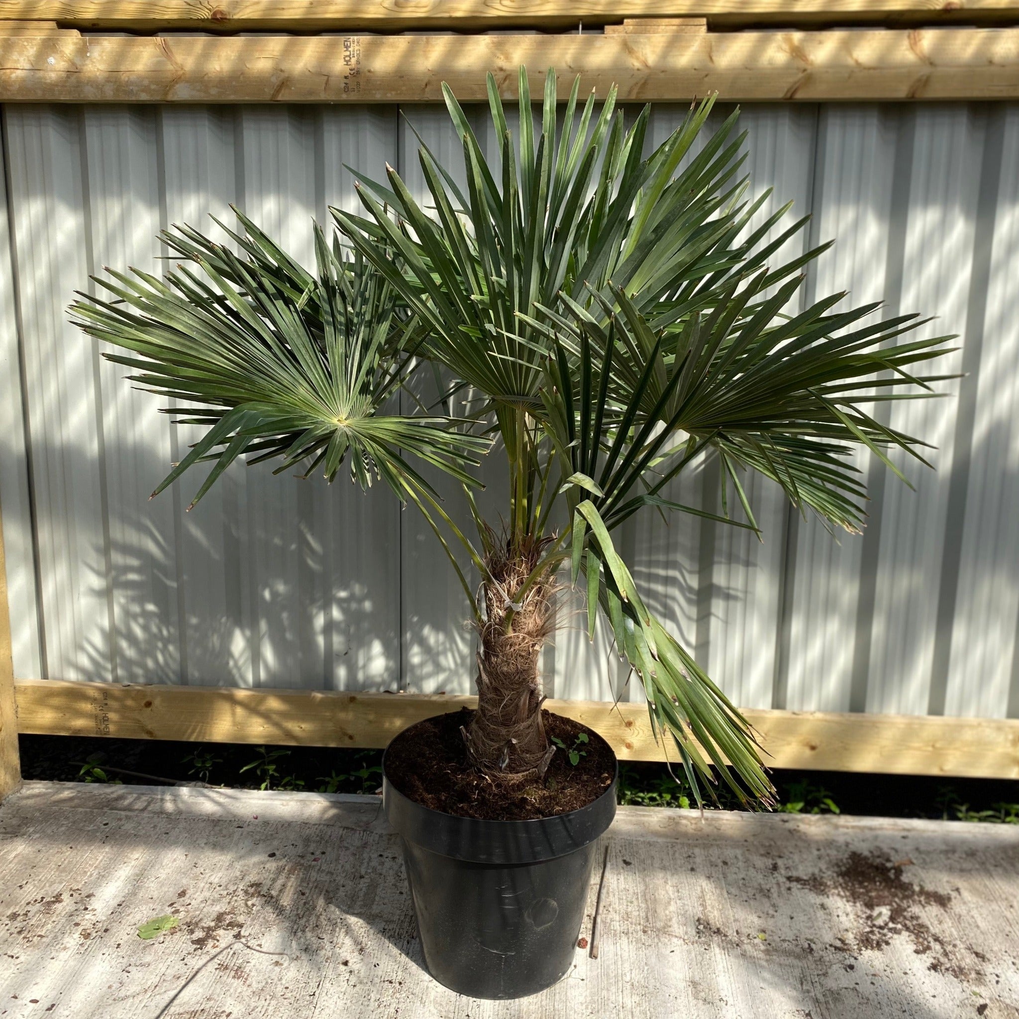 Trachycarpus Fortunei (160-80cm/ TRUNK 40-50cm) 25L One Click Plants