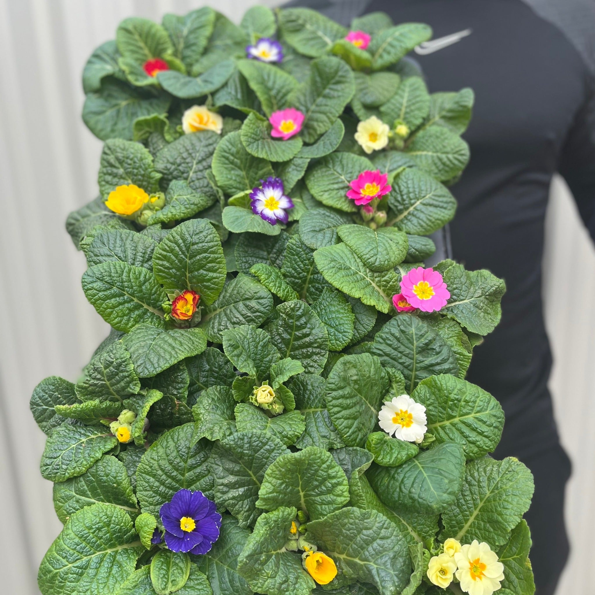 3 x 9cm Primula Pots | Primula/Primroses One Click Plants