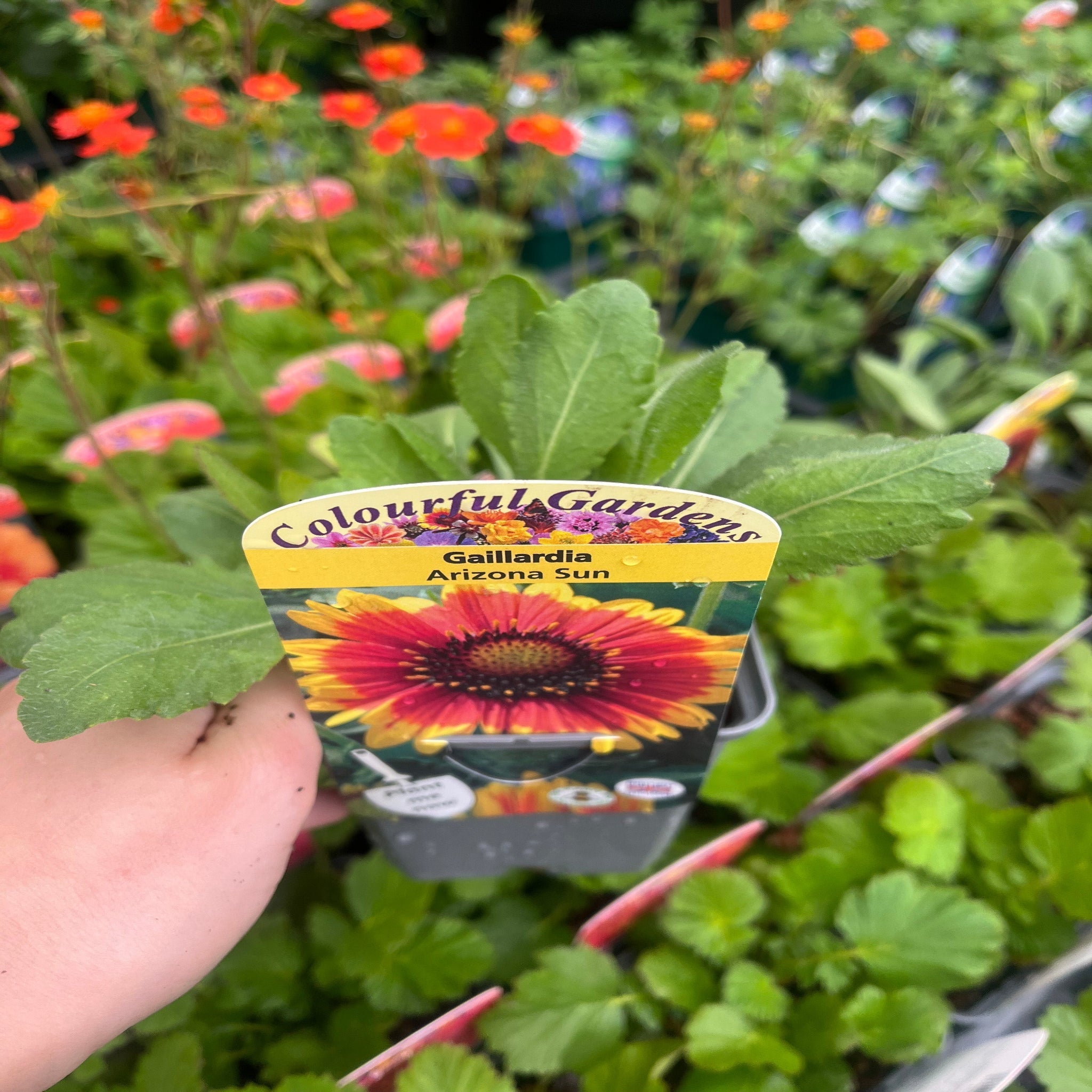 Gaillardia 'Arizona Sun' 9cm/2L One Click Plants