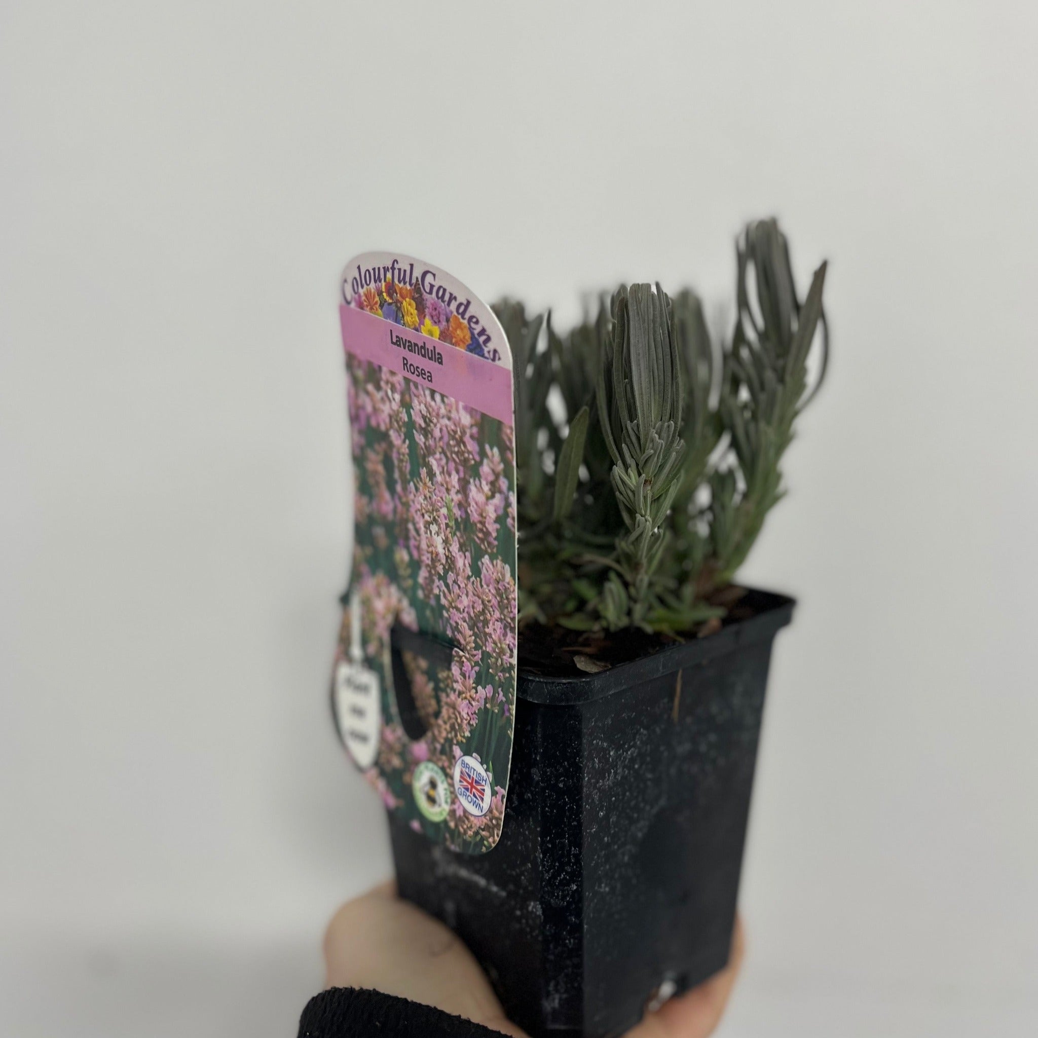 Lavender angustifolia rosea (pink) 9cm One Click Plants