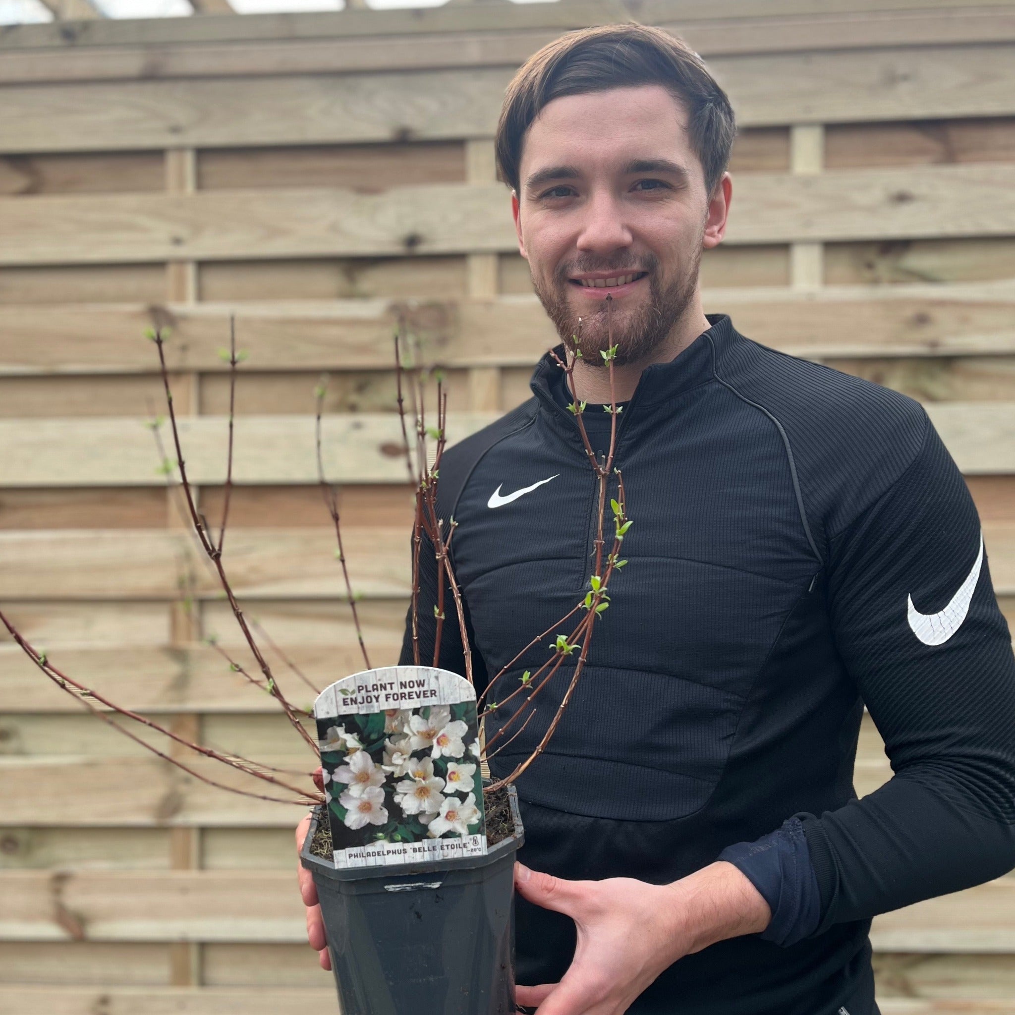 Philadelphus 'Belle Etoile' 9cm/ 1L / 2L / 4L 2L One Click Plants