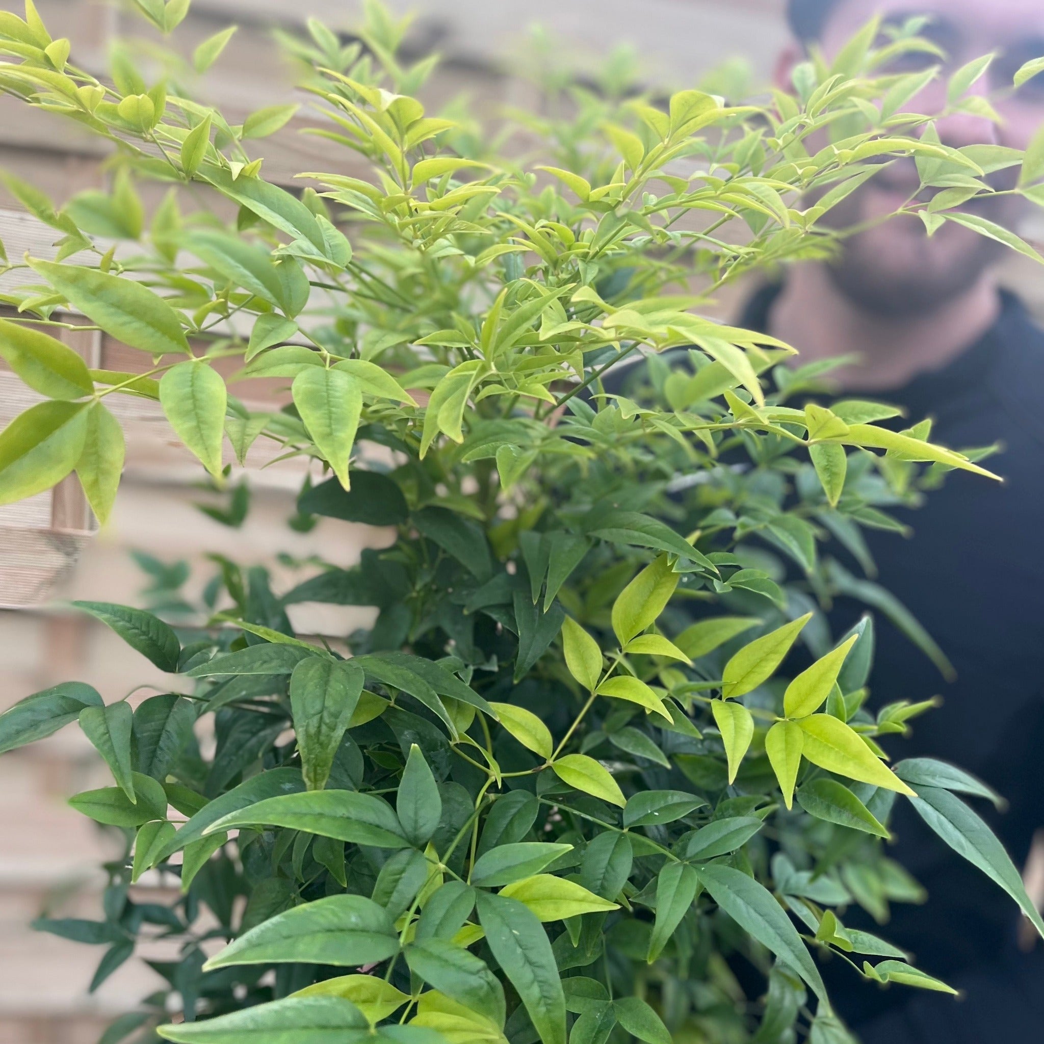 Nandina domestica 'Lemon and Lime' 9cm/2L One Click Plants