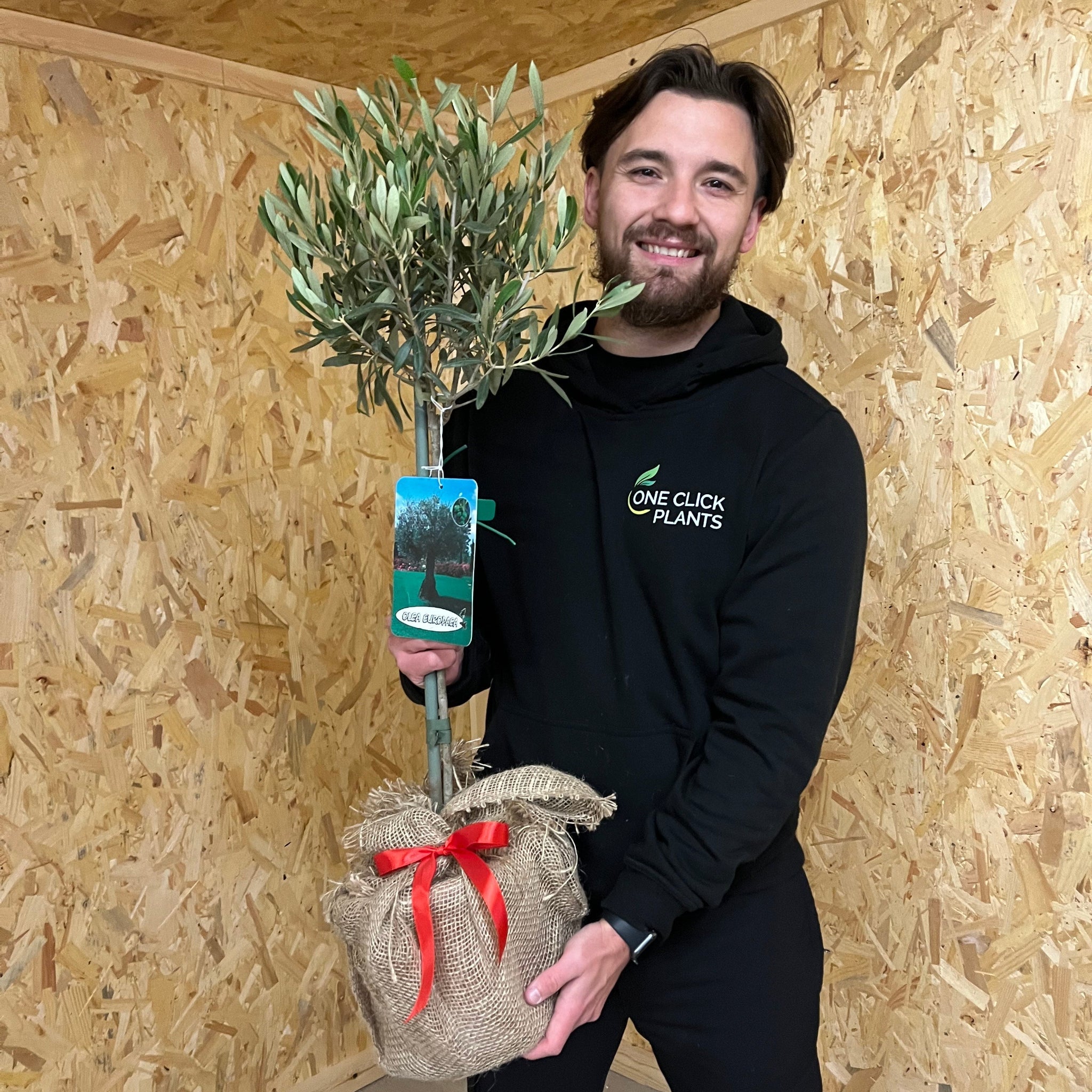 Olive Tree | Olea europea One Click Plants