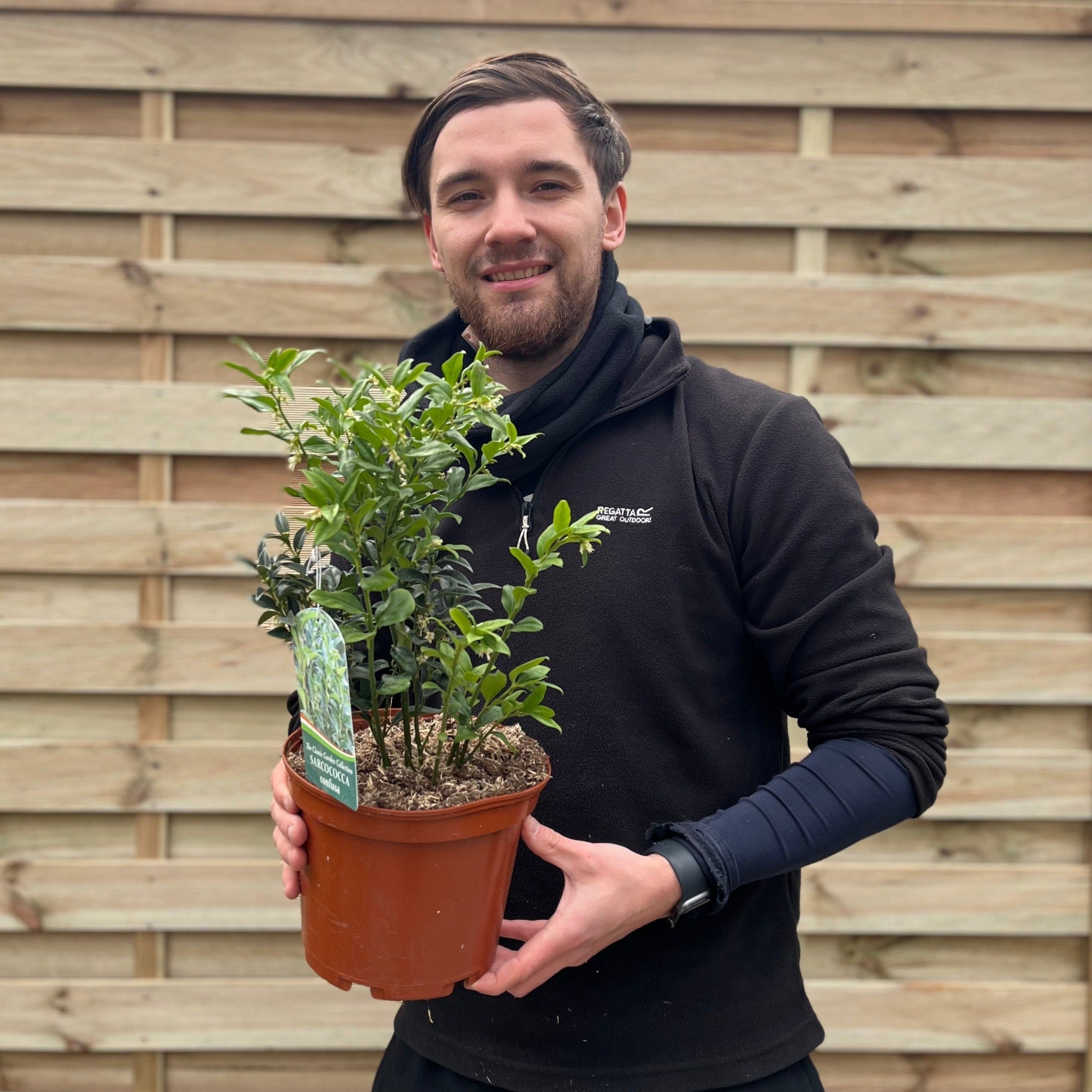 Sarcococca confusa 9cm/1L/2L 2L One Click Plants