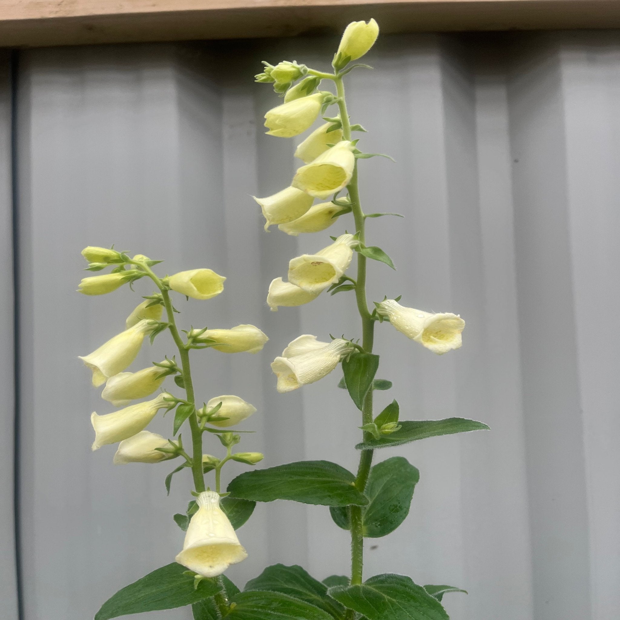 Digitalis grandiflora 'Carillon' Dwarf Foxglove 9cm One Click Plants