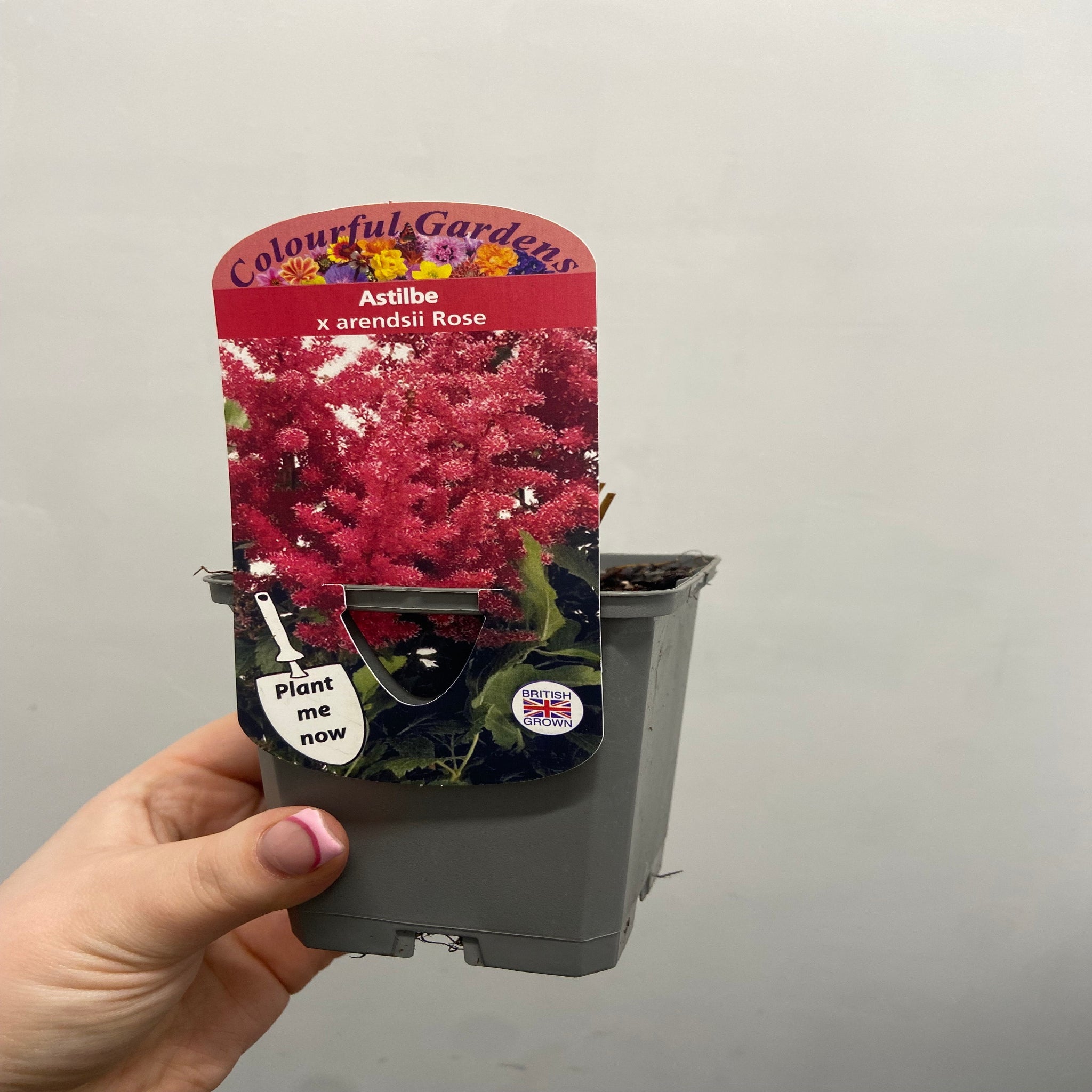 Astilbe arendsii Rose 9cm / 2L One Click Plants