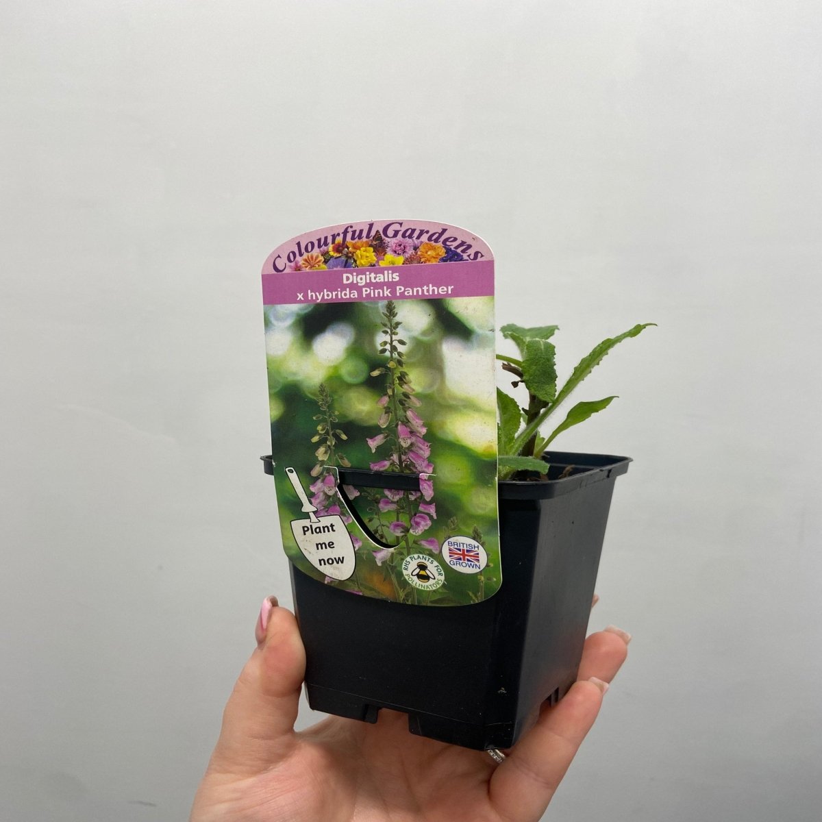 Digitalis 'Pink Panther' Foxglove (Two Sizes Available) One Click Plants