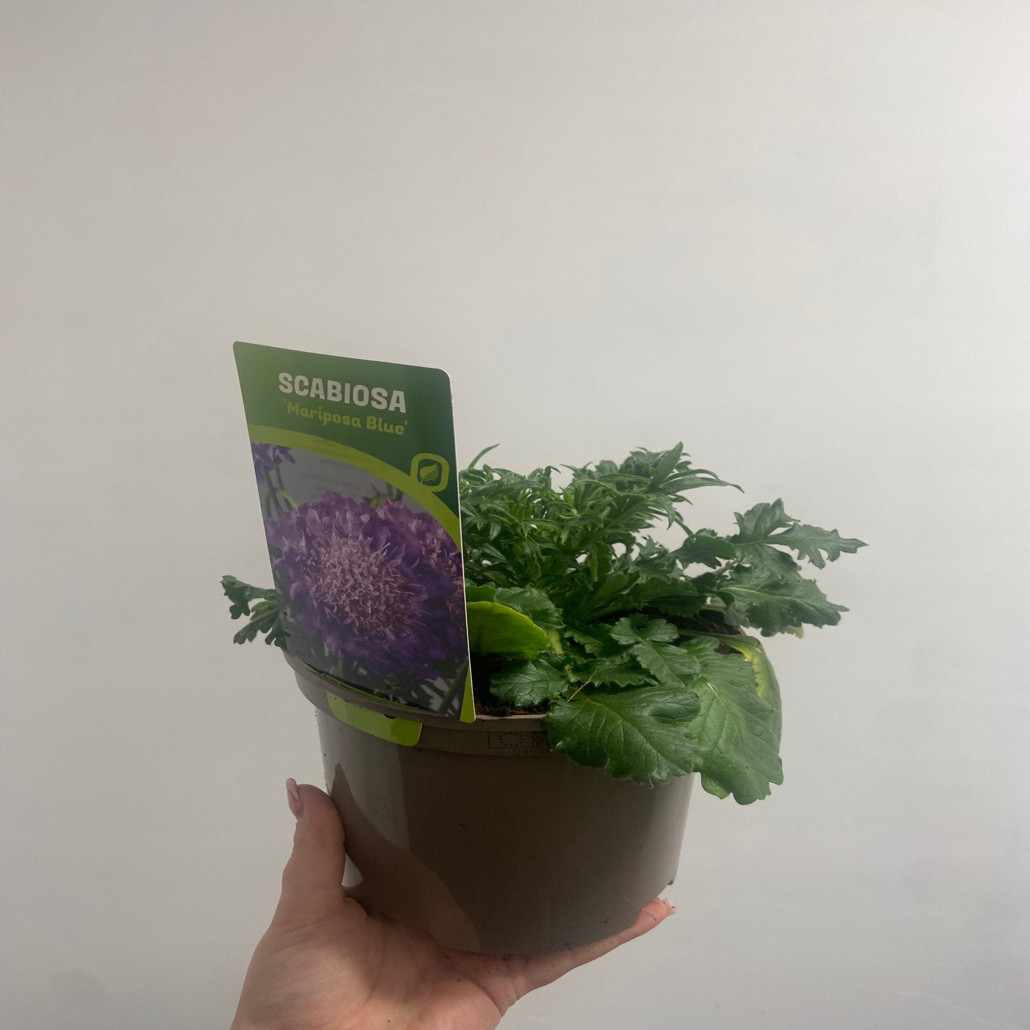 Scabious Butterfly Blue 9cm/2L One Click Plants