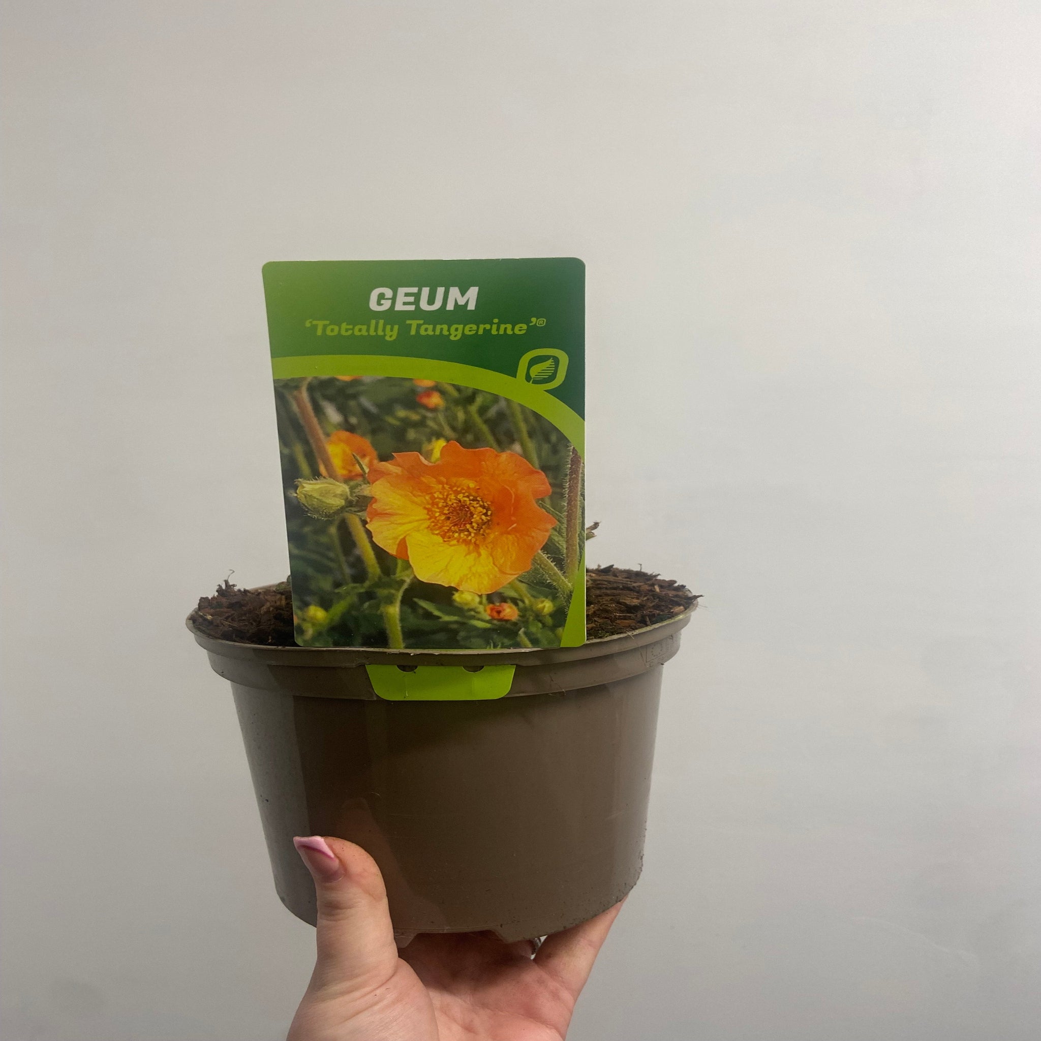 Geum 'Totally Tangerine' 2L One Click Plants