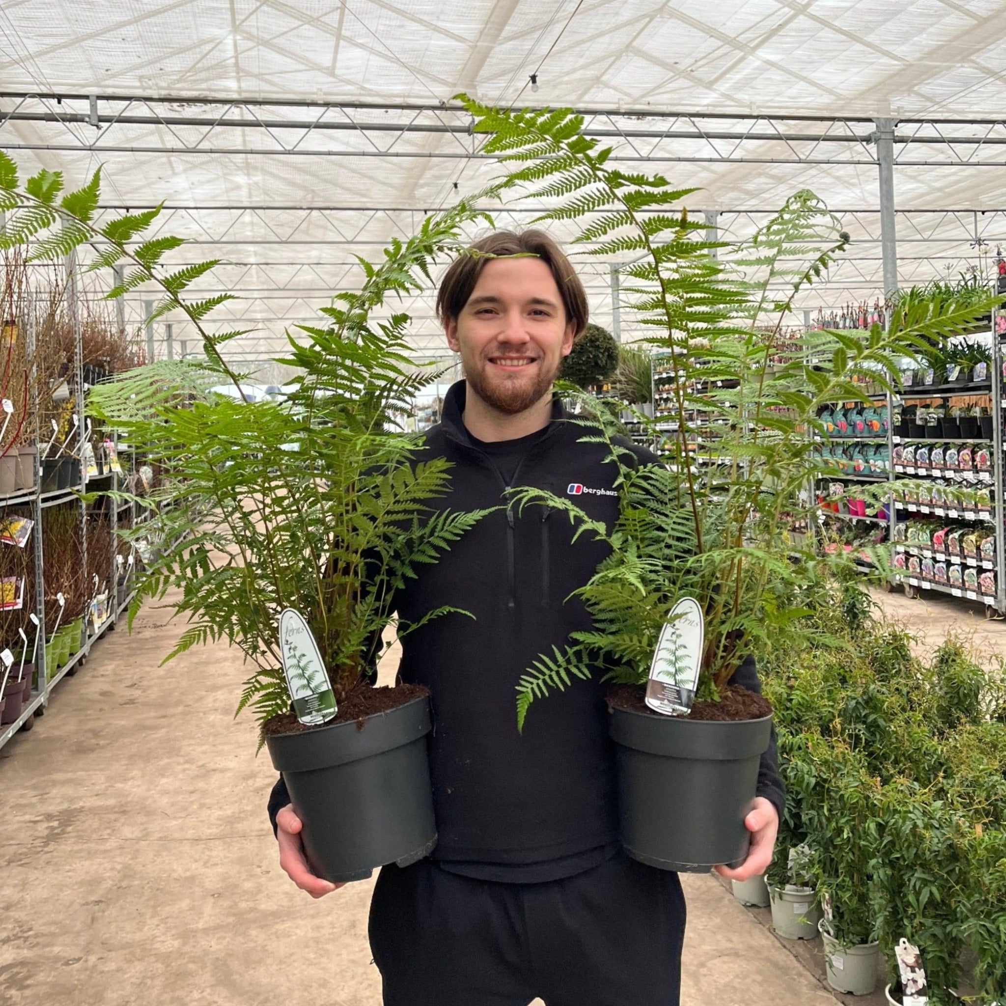 Dicksonia antarctica 'Tree Fern' 1/2/5L One Click Plants