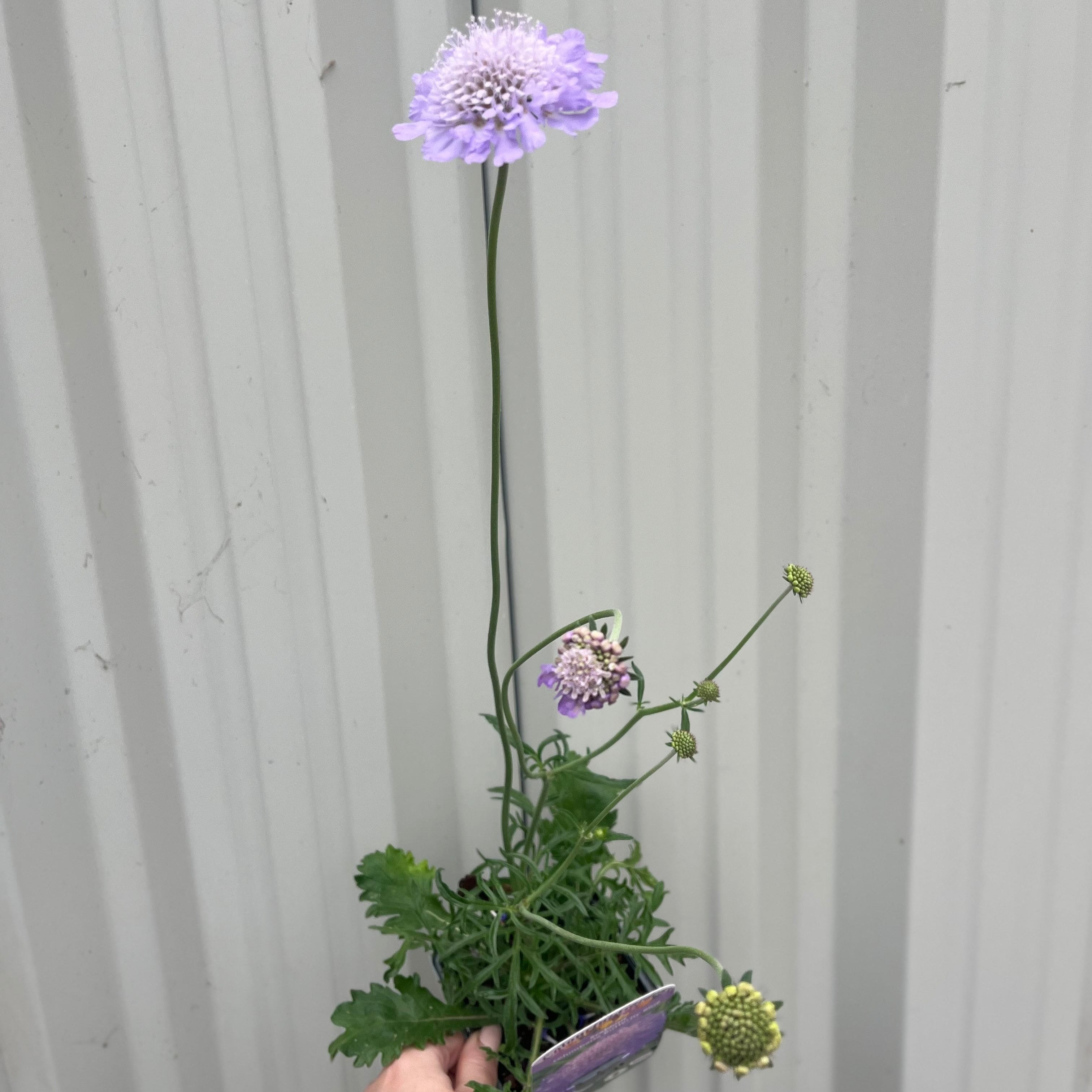 Scabious Butterfly Blue 9cm/2L One Click Plants