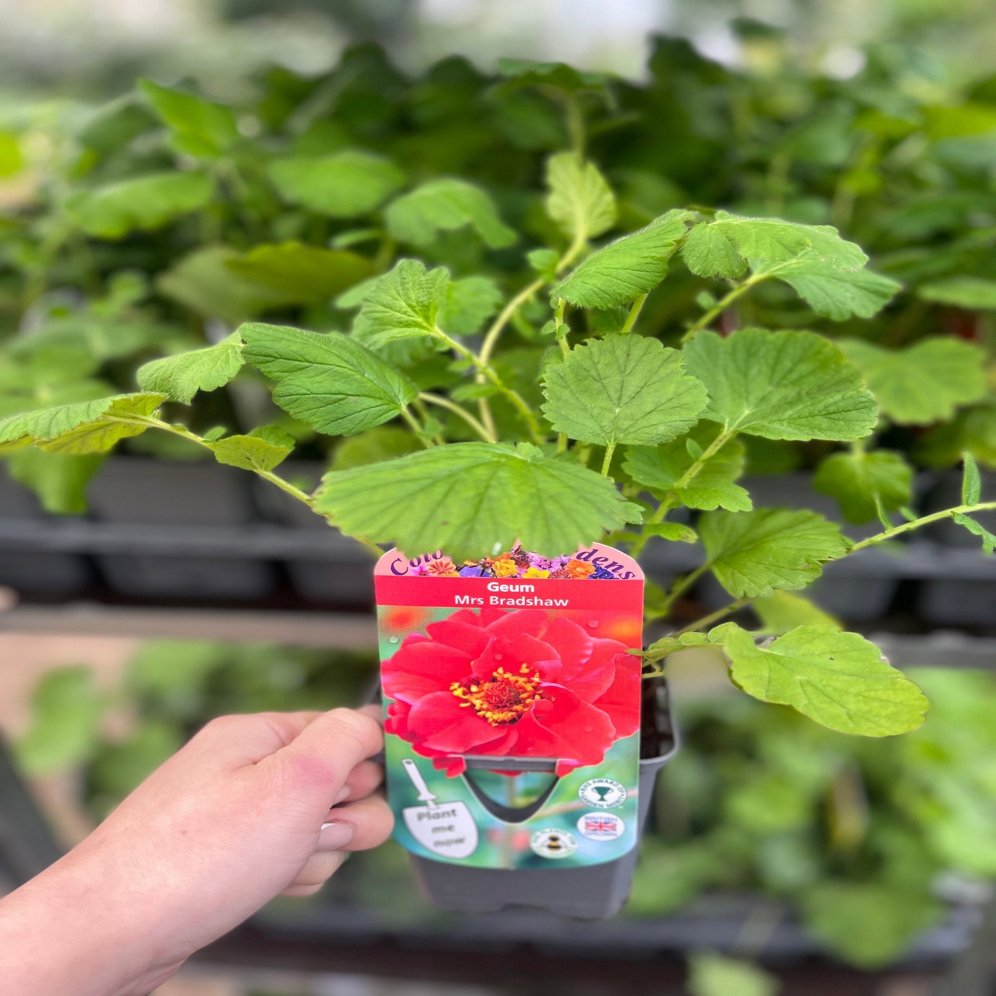 Geum 'Mrs Bradshaw' 9cm/1.5L/3L Pot One Click Plants