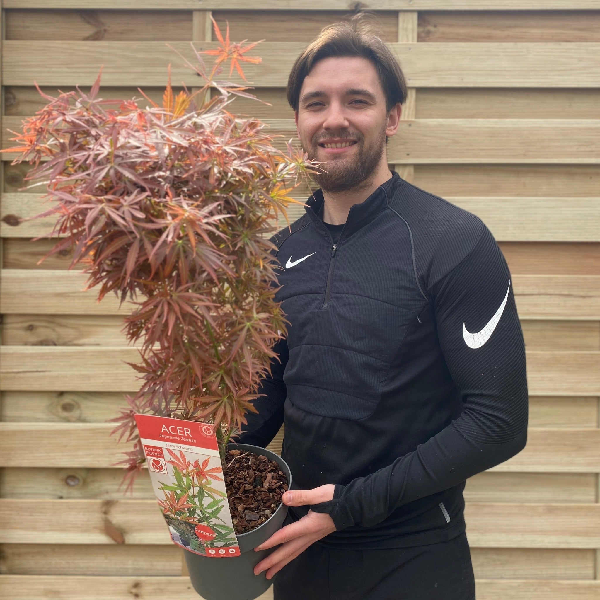 Acer palmatum Jerre Schwartz 3L / 35L One Click Plants