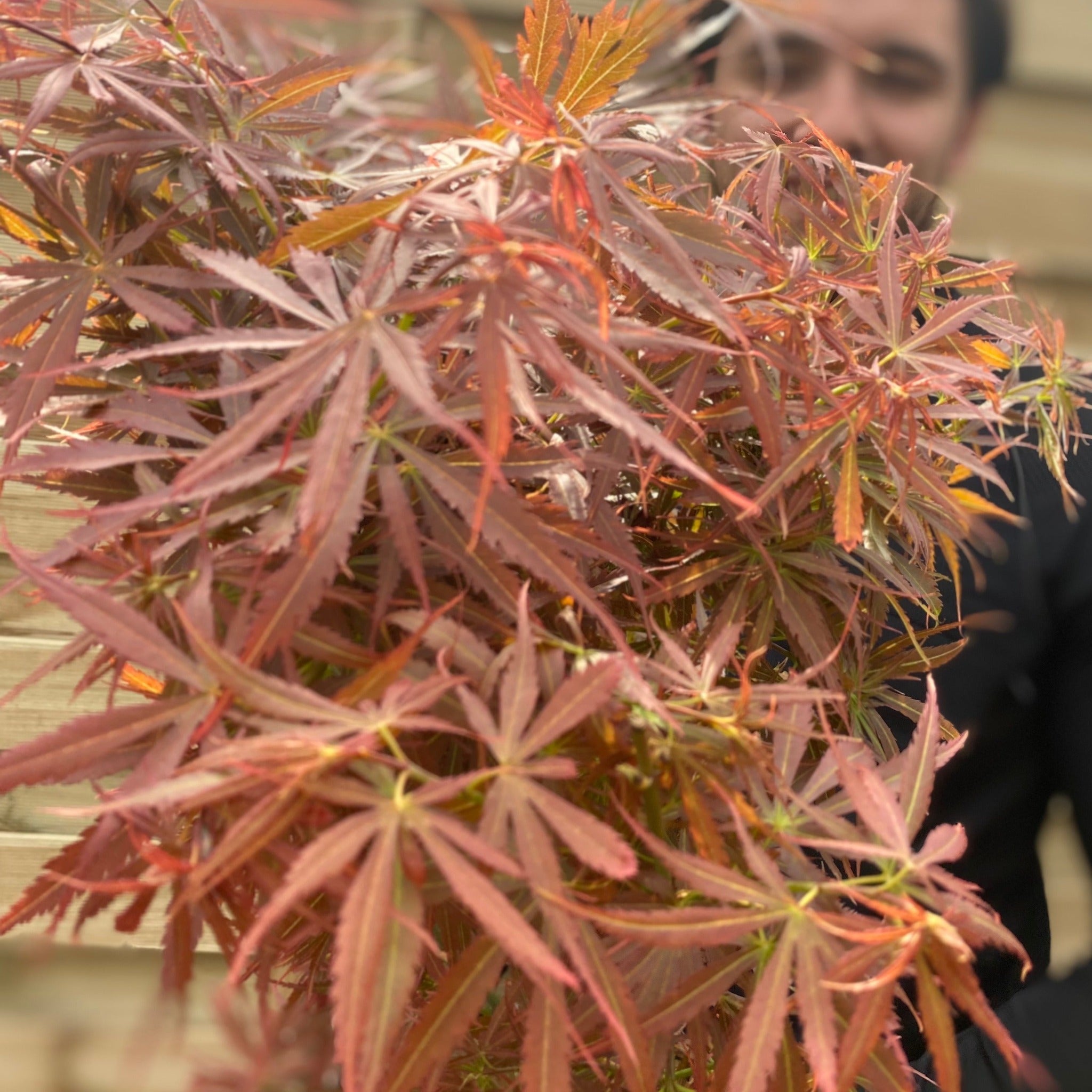 Acer palmatum Jerre Schwartz 3L / 35L One Click Plants