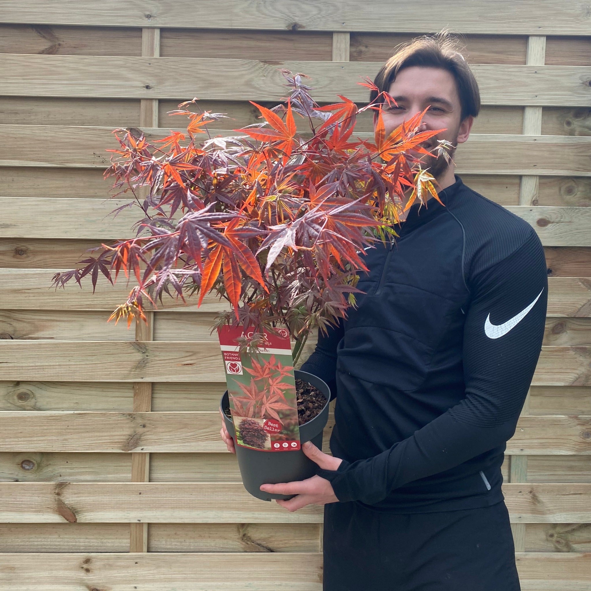 Acer palmatum 'Atropurpureum' 10.5cm-130L 3L (60-70cm including growers pot) One Click Plants