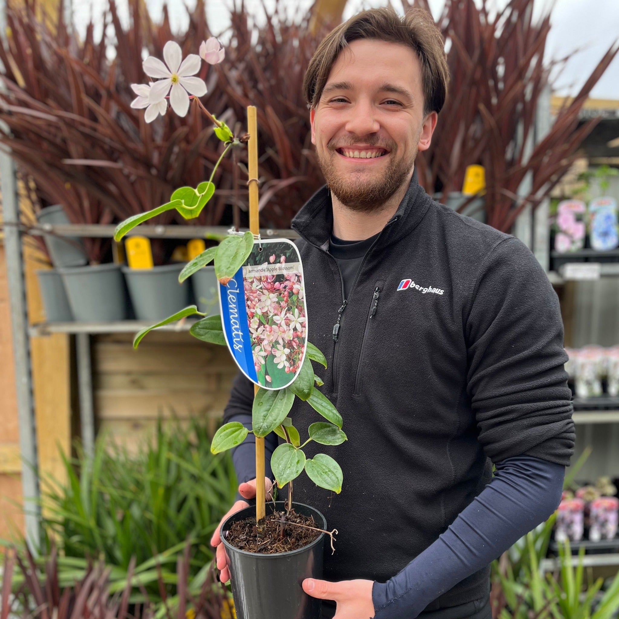 Clematis armandii - Apple Blossom 100cm (Evergreen and Fragrant) One Click Plants