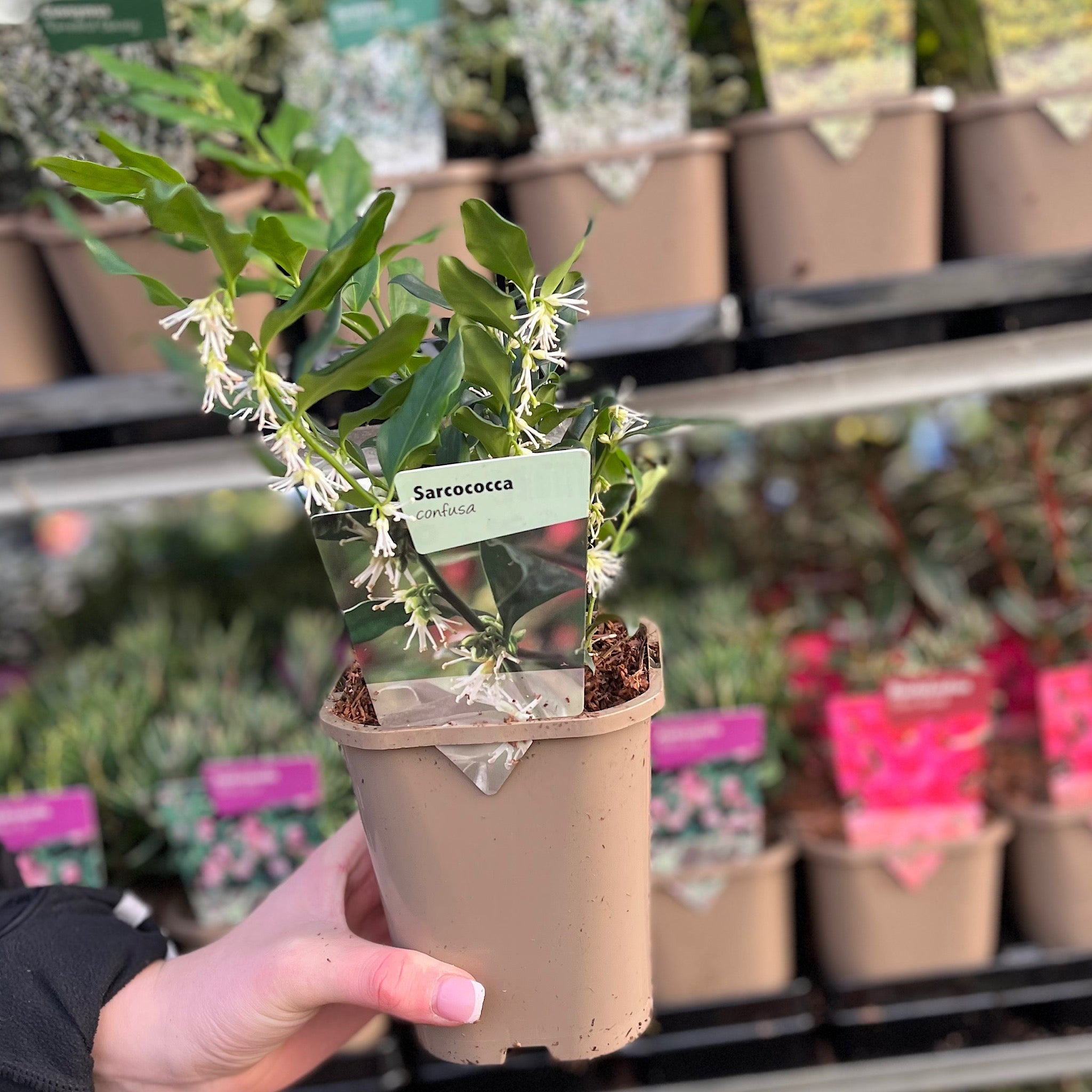 Sarcococca confusa 9cm/1L/2L 1L One Click Plants