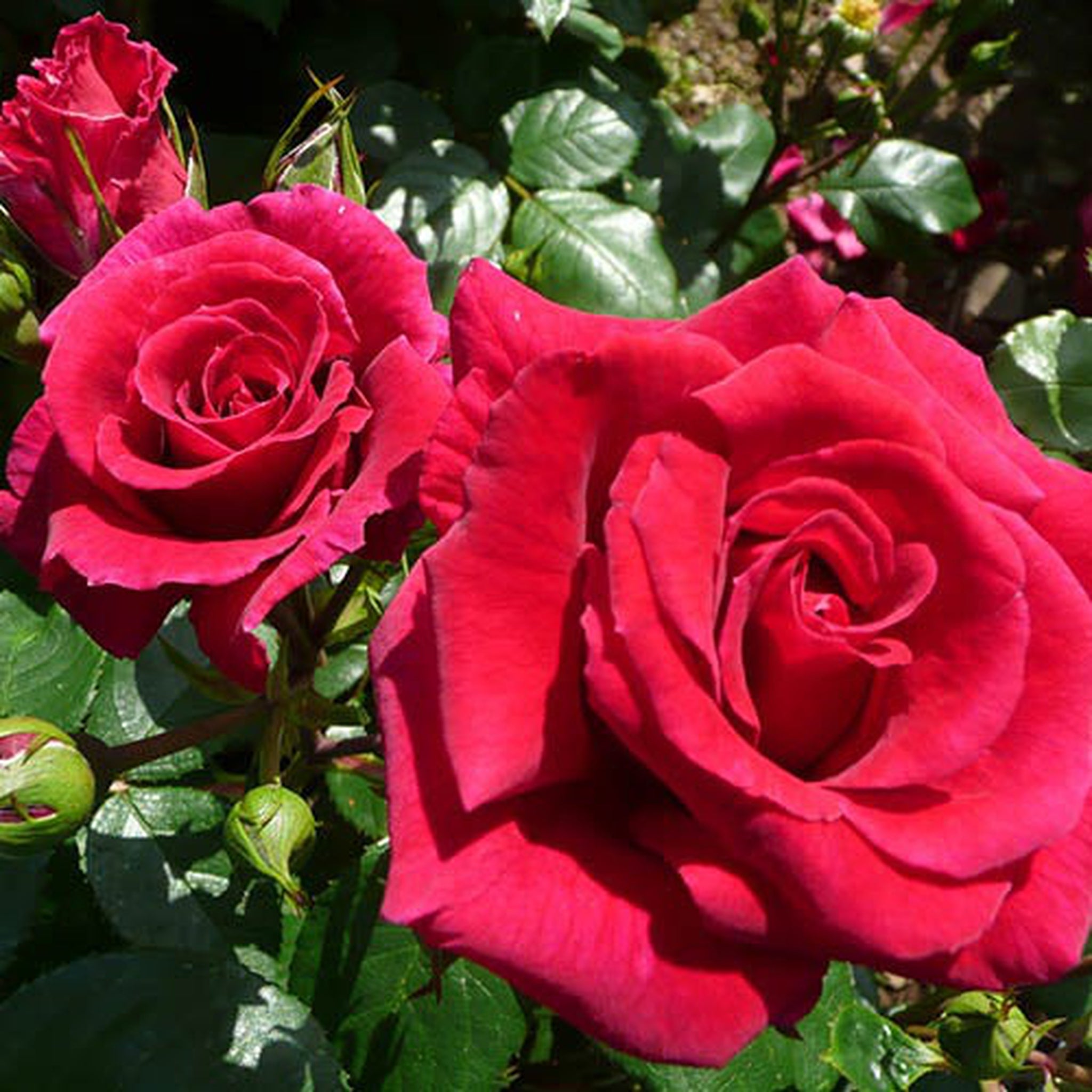 Rose Lovestruck | Floribunda | 4L Potted Rose One Click Plants