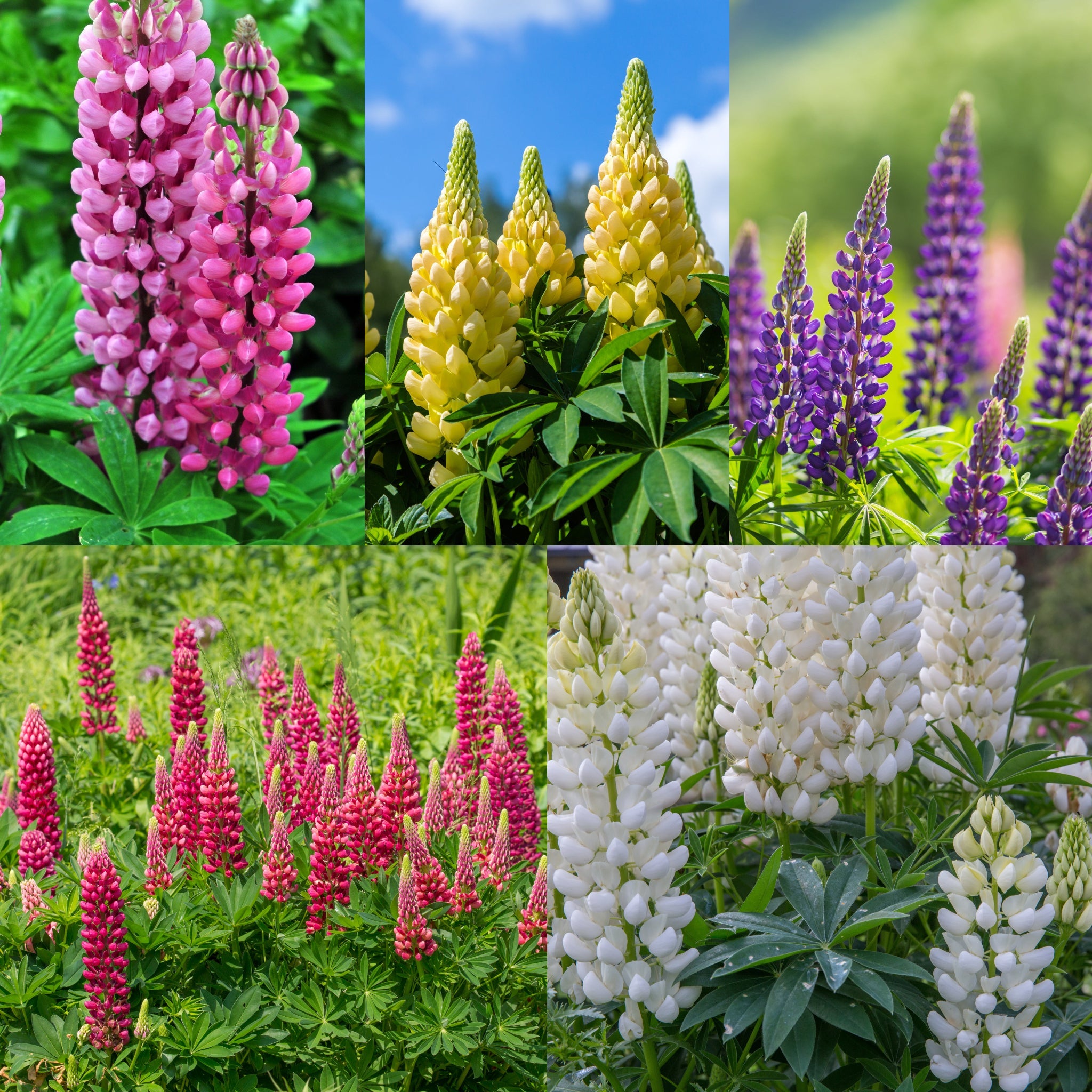 Mix of 3 x 9cm Potted Lupins One Click Plants