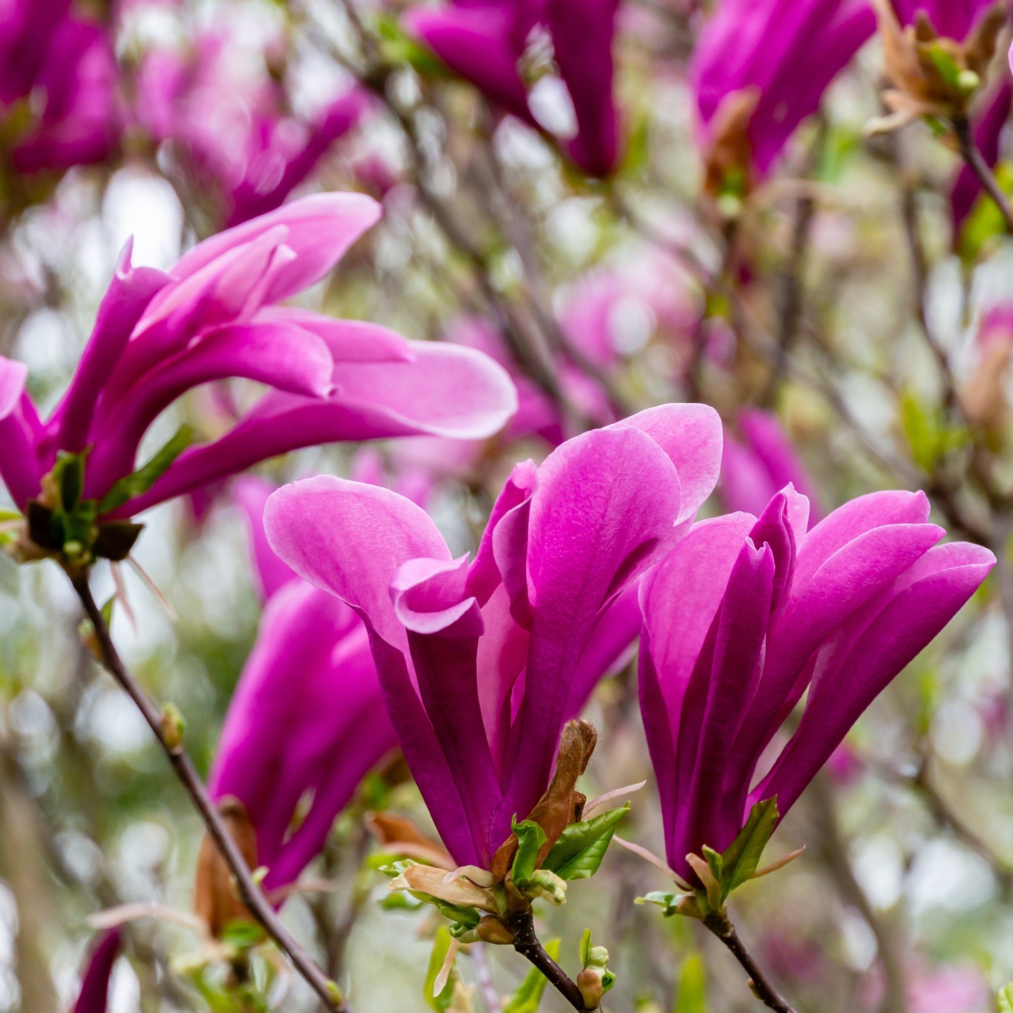 Magnolia 'Susan' 9cm - 3L One Click Plants