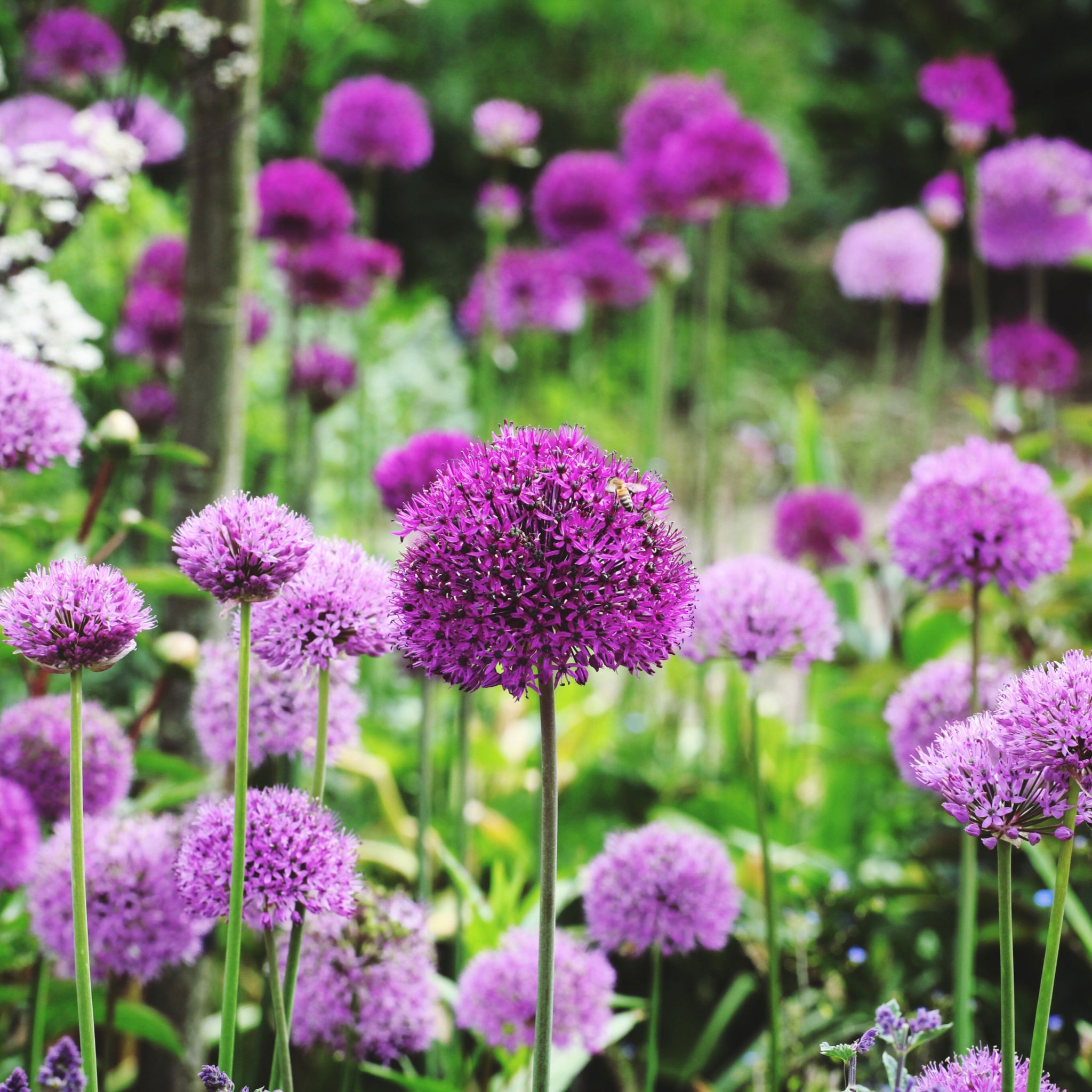 Allium hollandicum 'Purple Sensation' (Two sizes available) One Click Plants