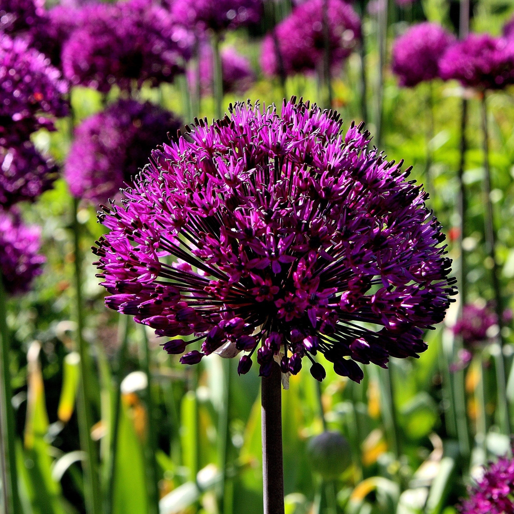 Allium hollandicum 'Purple Sensation' (Two sizes available) One Click Plants