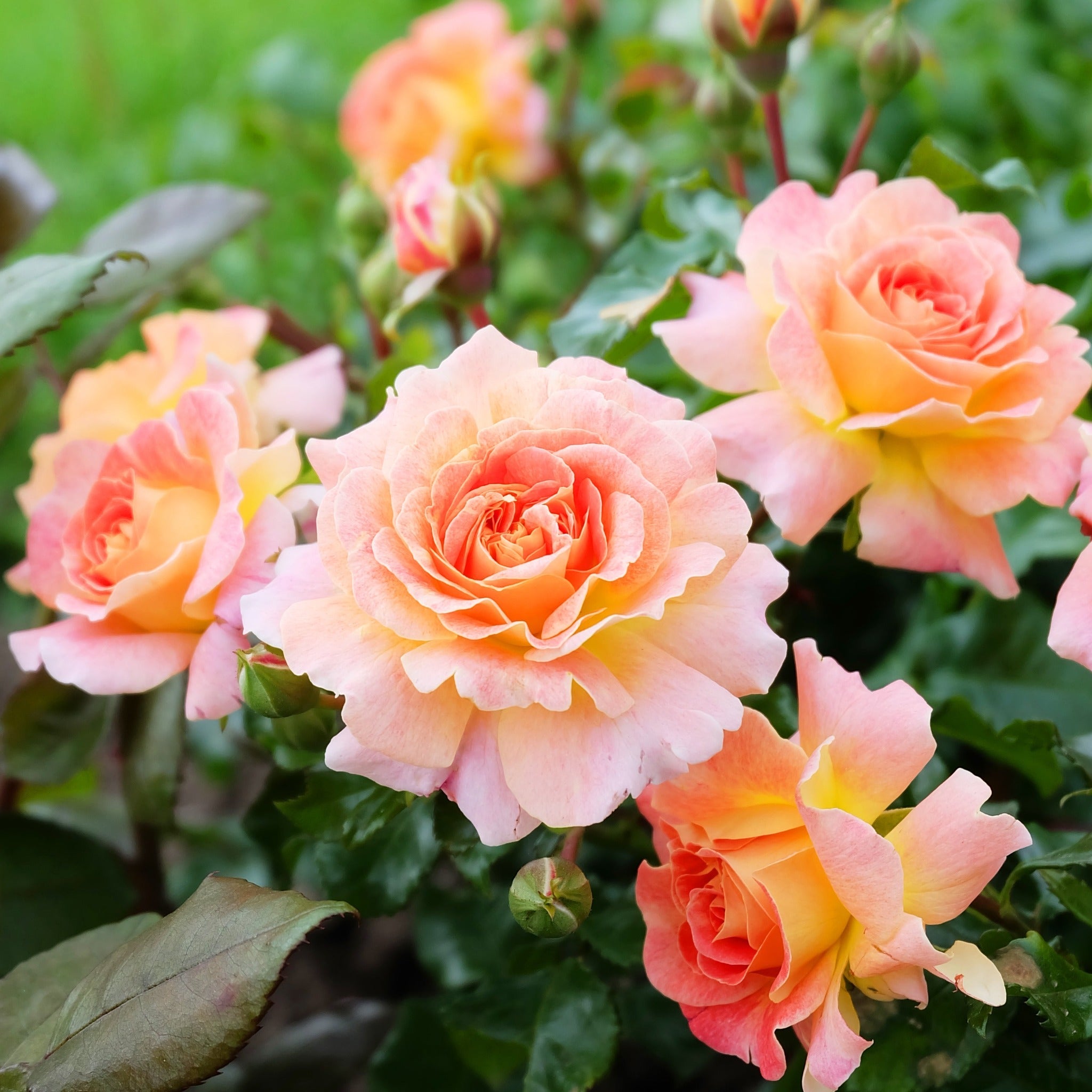 Rose Scent From Heaven | Climbing Rose | 4L Potted Rose One Click Plants
