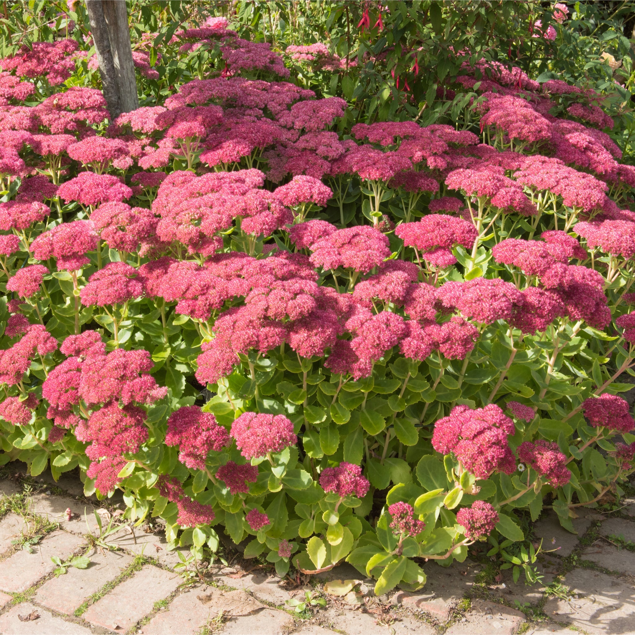 Sedum 'Autumn Joy' 9cm One Click Plants