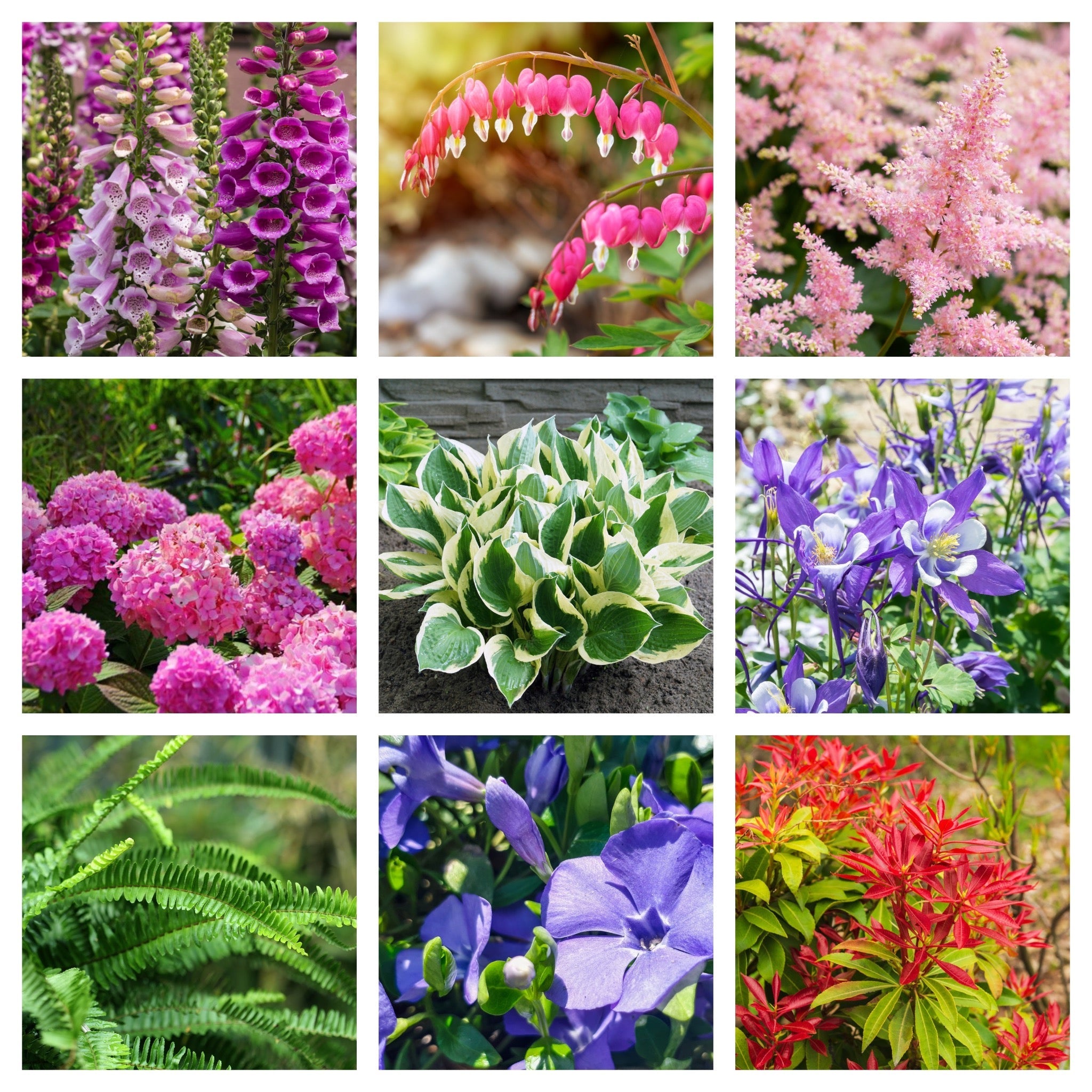 Our Hand Picked Selection of Shade Tolerant Plants One Click Plants