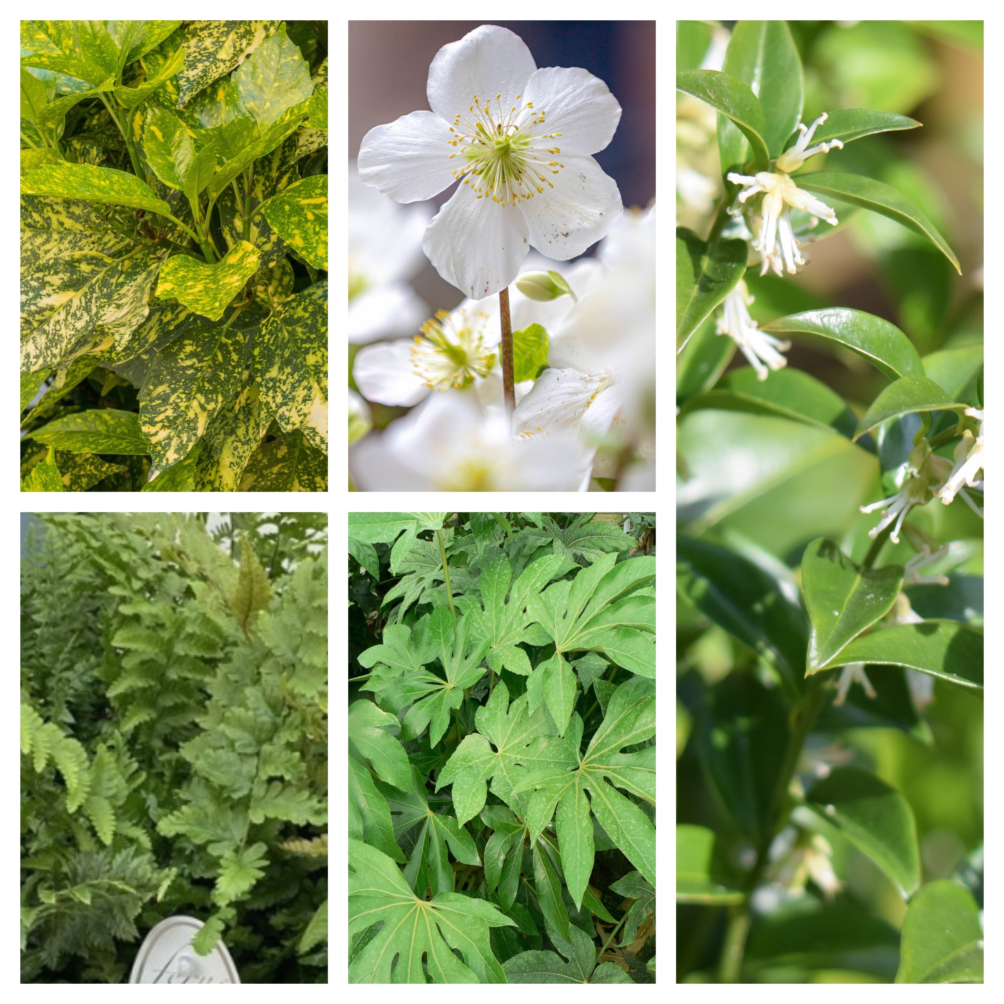 Shade Lover’s Plant Bundle (5 Plants) One Click Plants