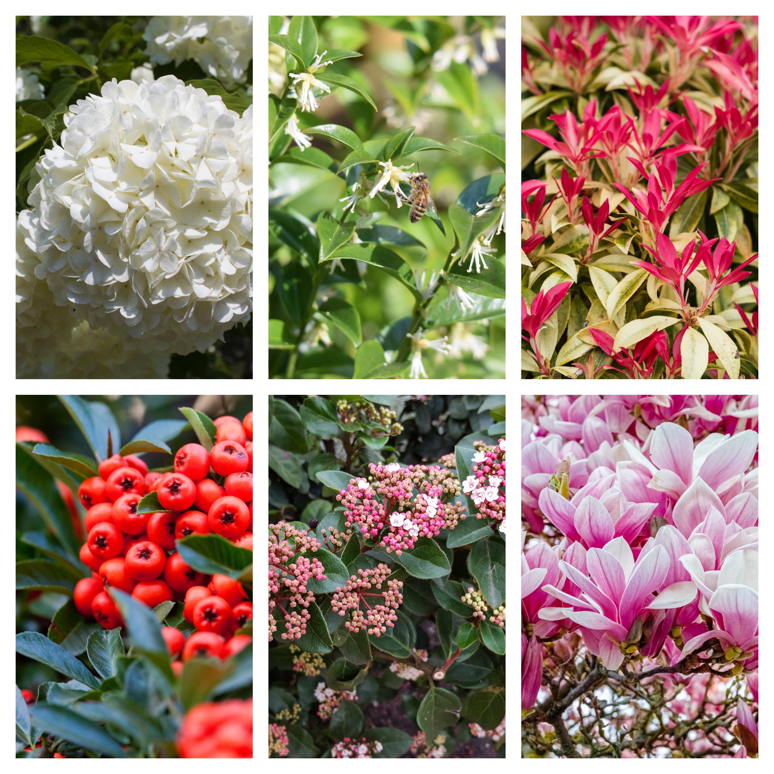 5 Shrubs for a Shady Site (5 x 9cm- 1L Shrubs) One Click Plants