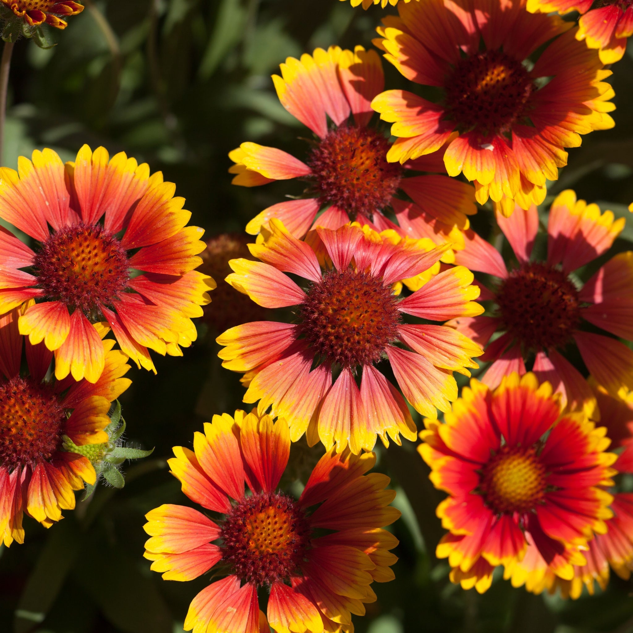 Gaillardia 'Arizona Sun' 9cm/2L One Click Plants