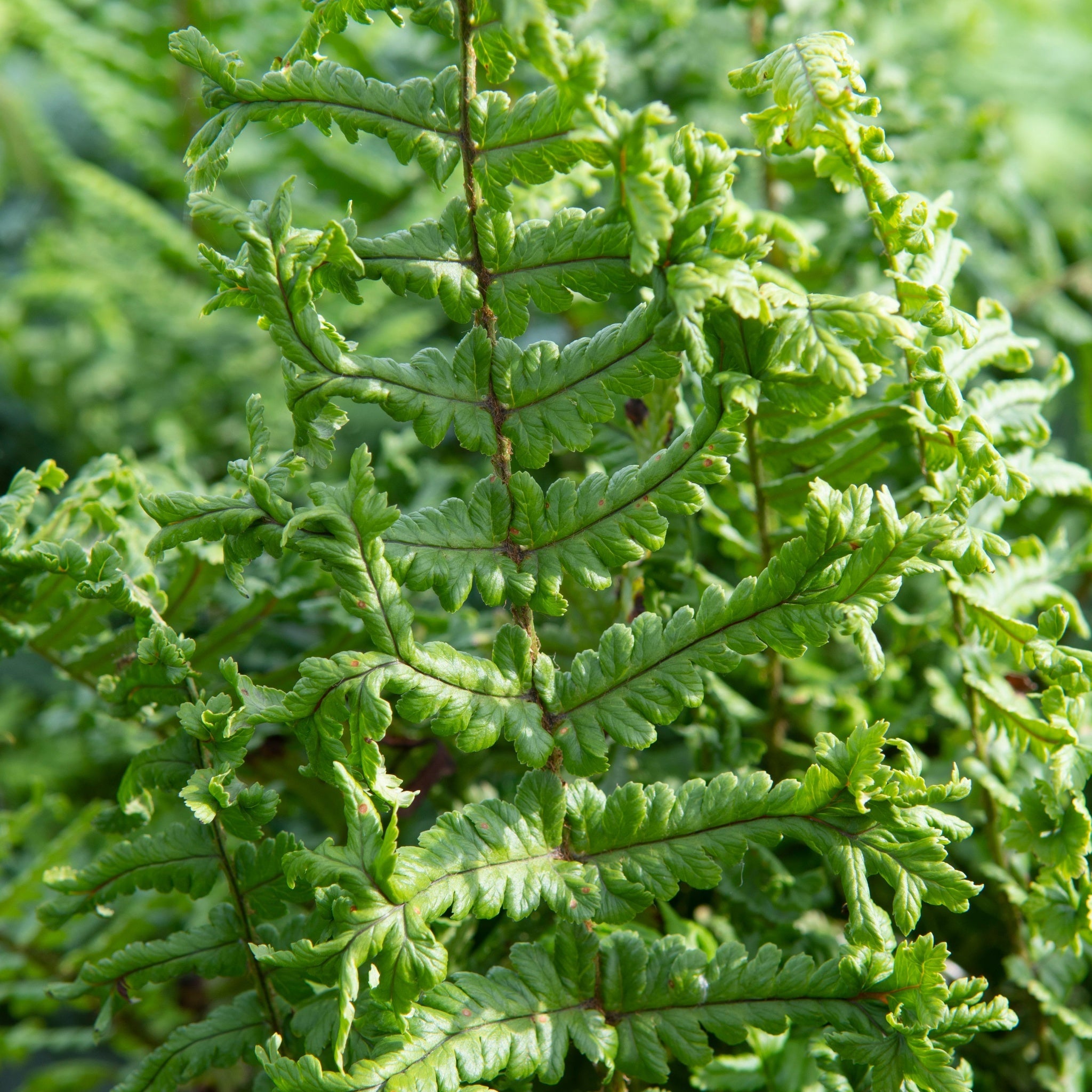 Dryopteris ‘The King’ 9cm Pot One Click Plants